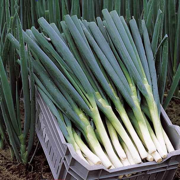Ciboule Oignon tige Ishikura Long White - Image 6