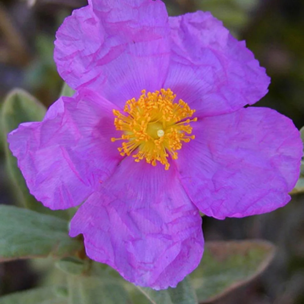 Ciste cotonneux - Image 2