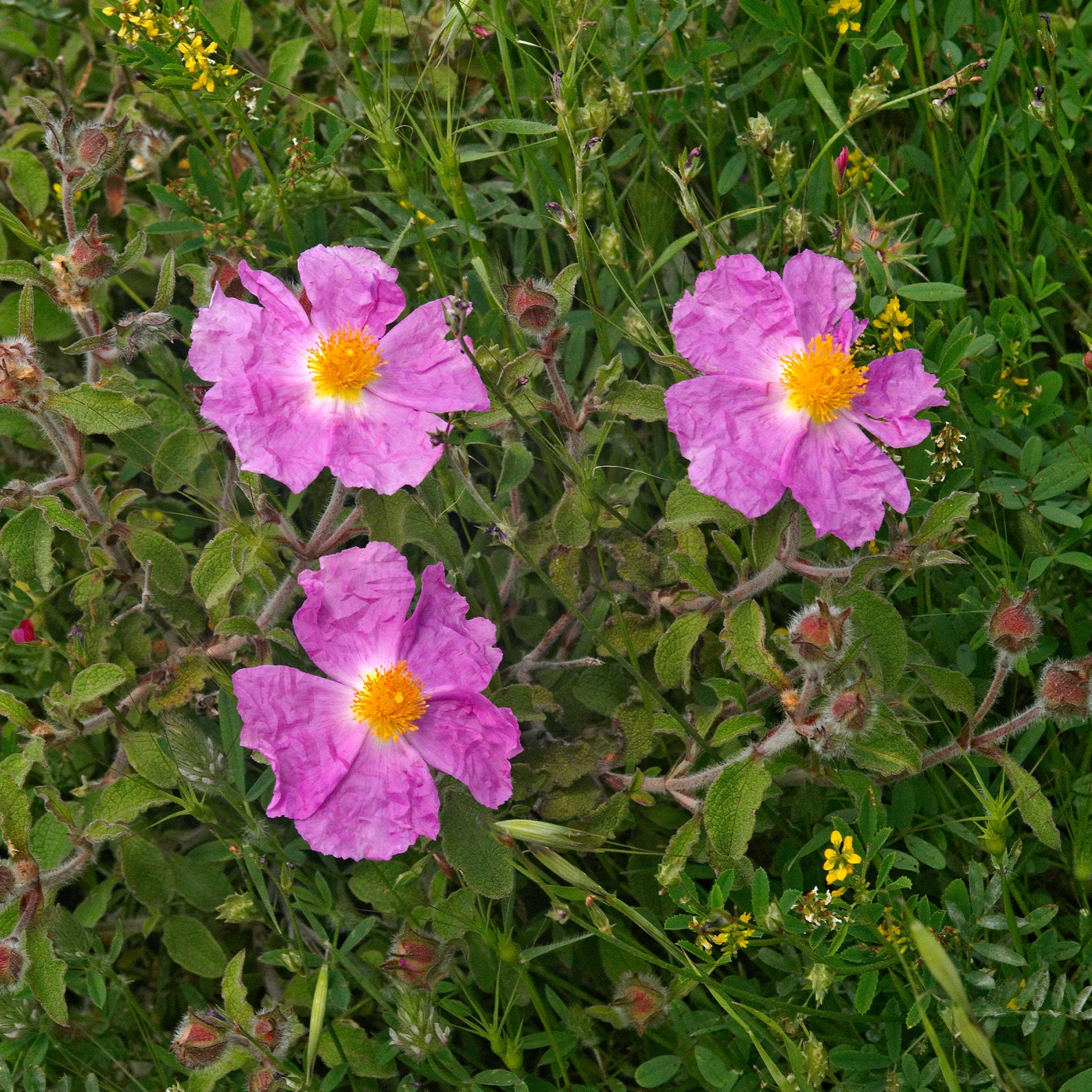 Ciste de Crète - Image 2