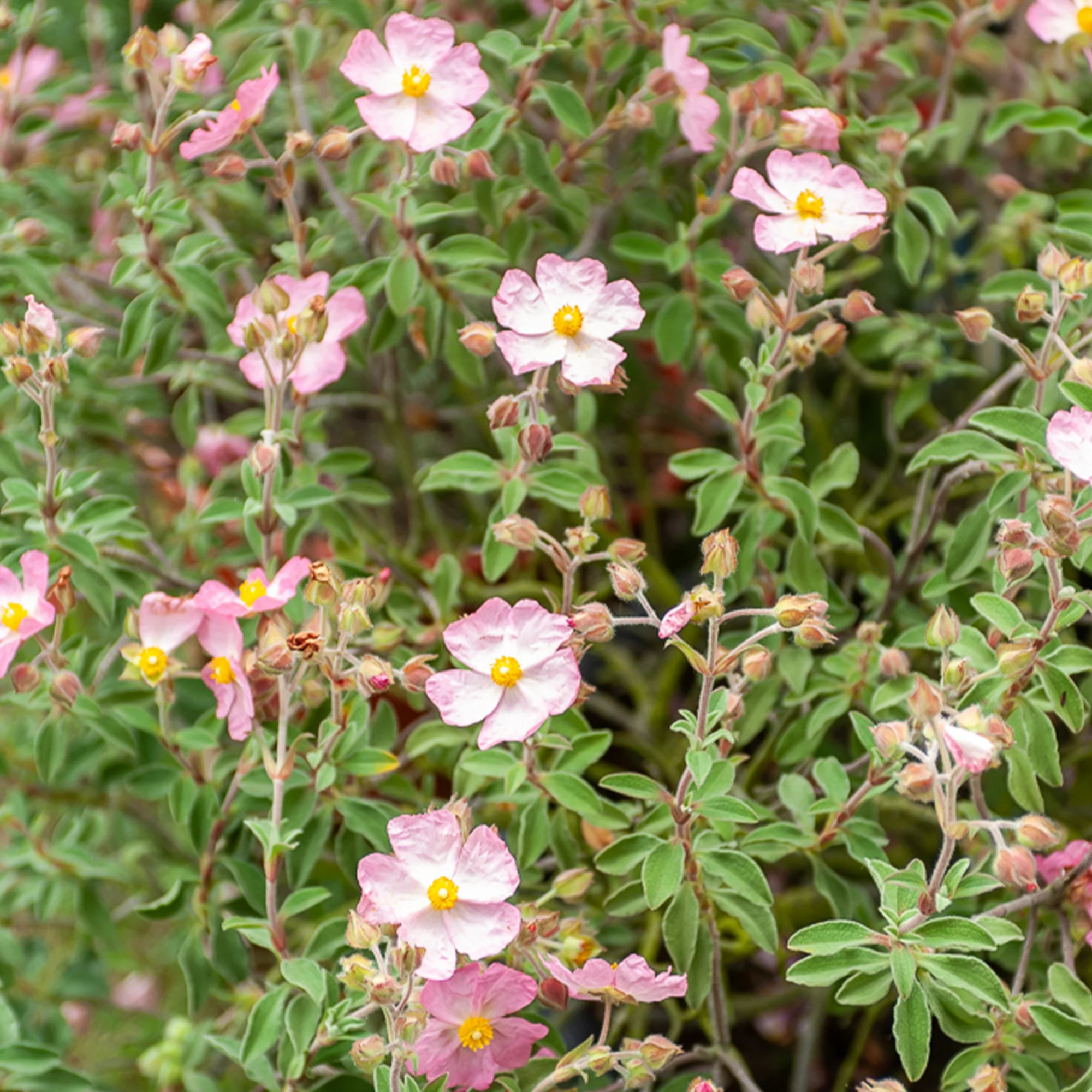 Ciste Silver Pink - Image 2