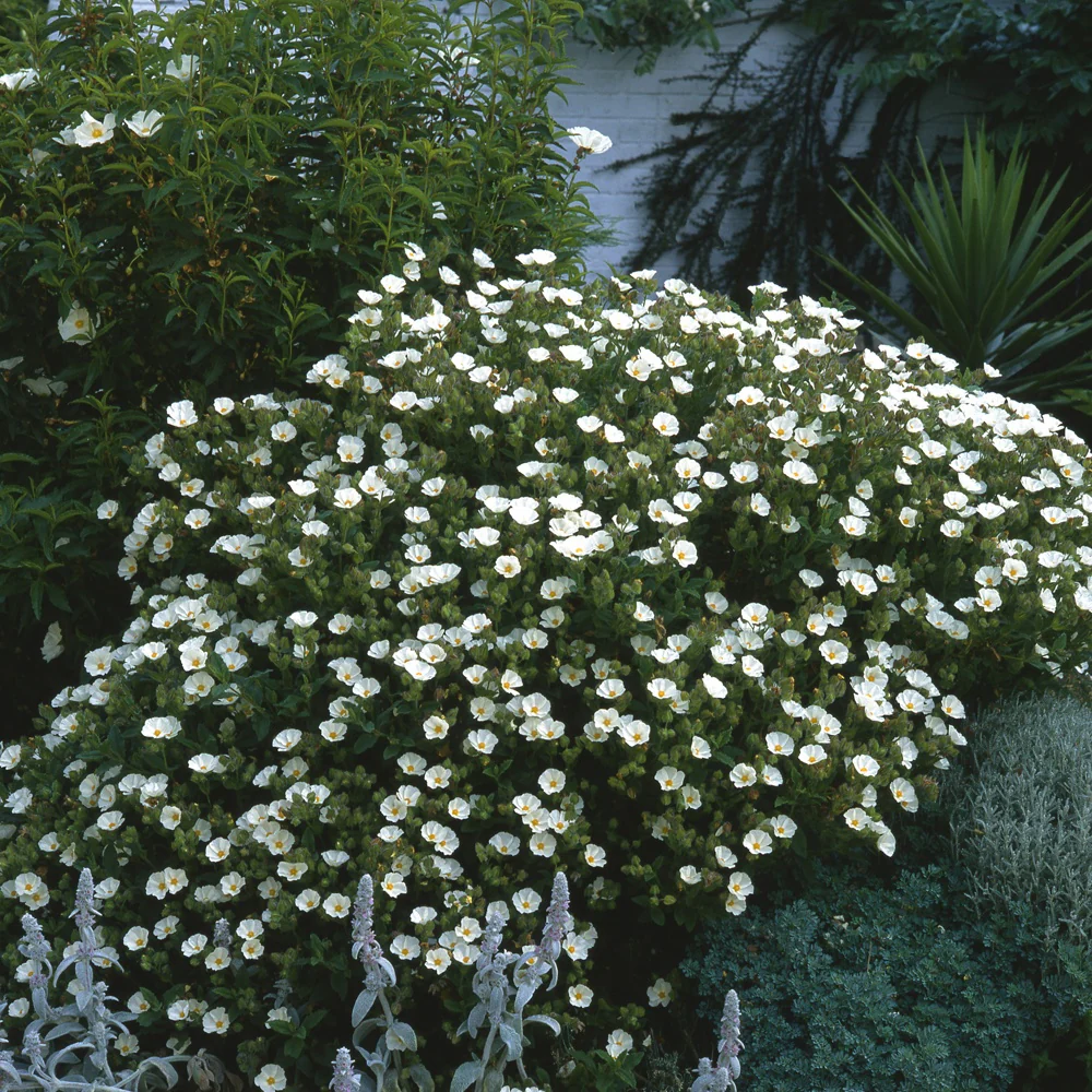 Cistus florentinus
