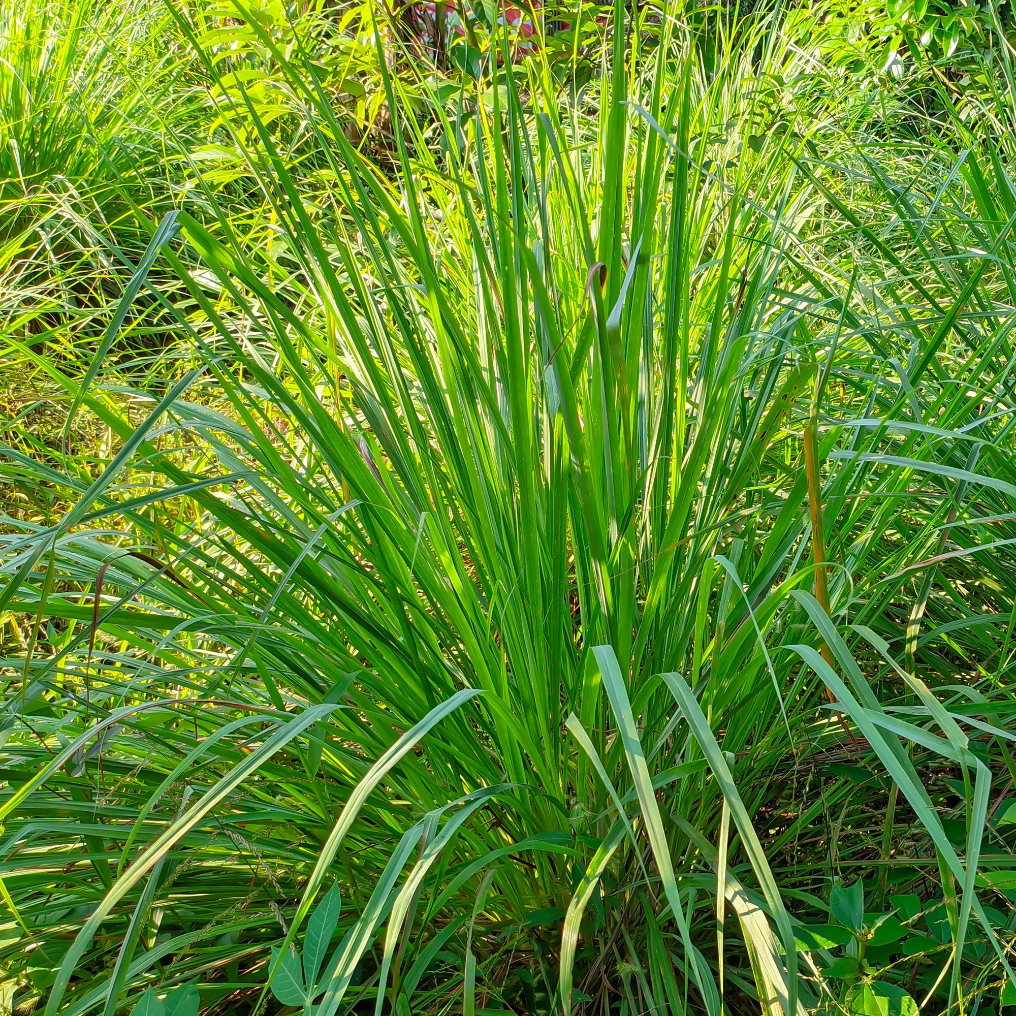 Citronnelle - Image 5