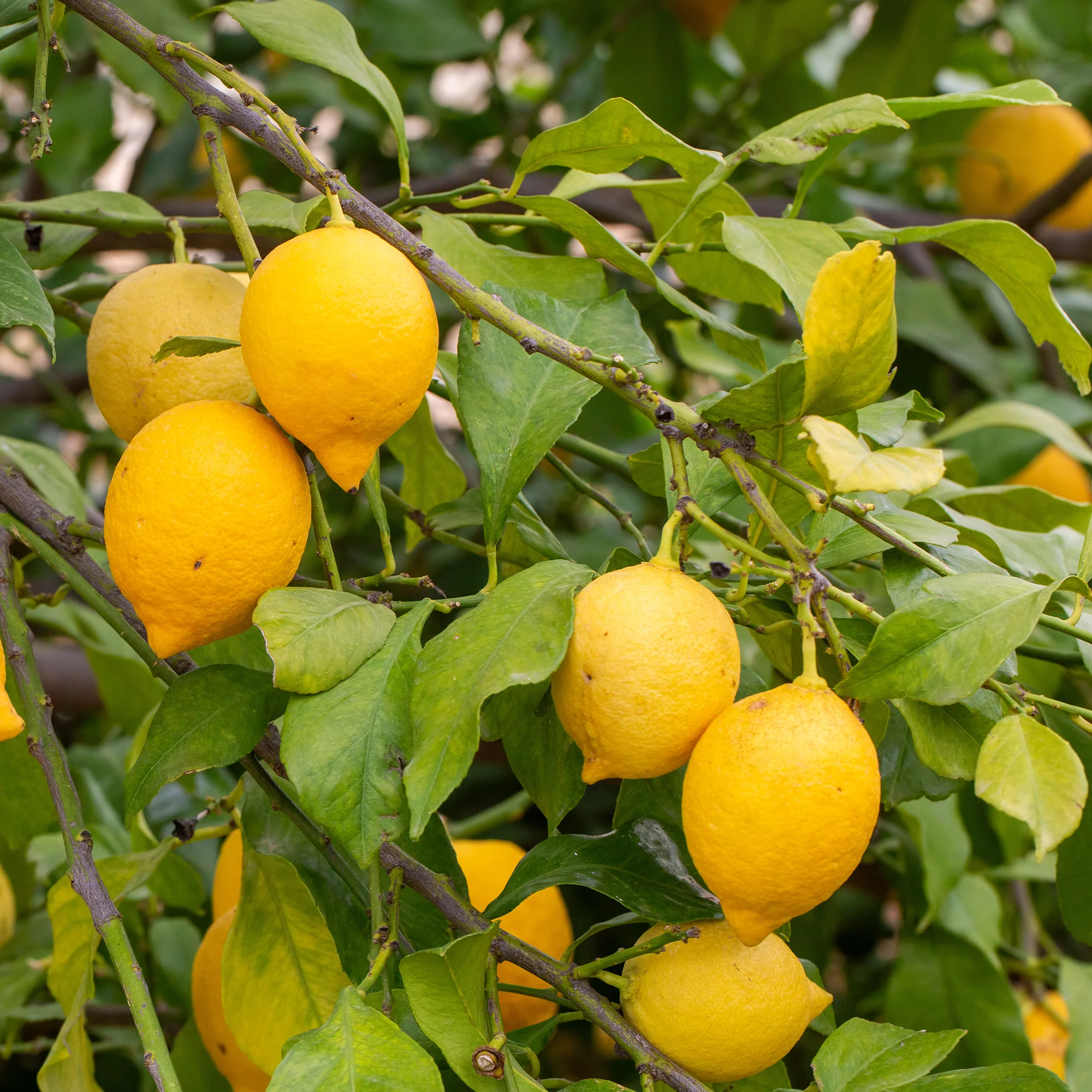 Citronnier - Citrus limon - Image 3