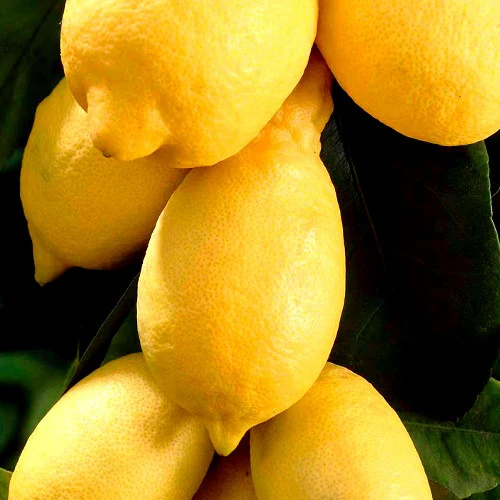 Citronnier - Citrus limon - Image 4