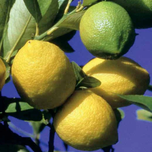 Citronnier des 4 saisons - Image 3