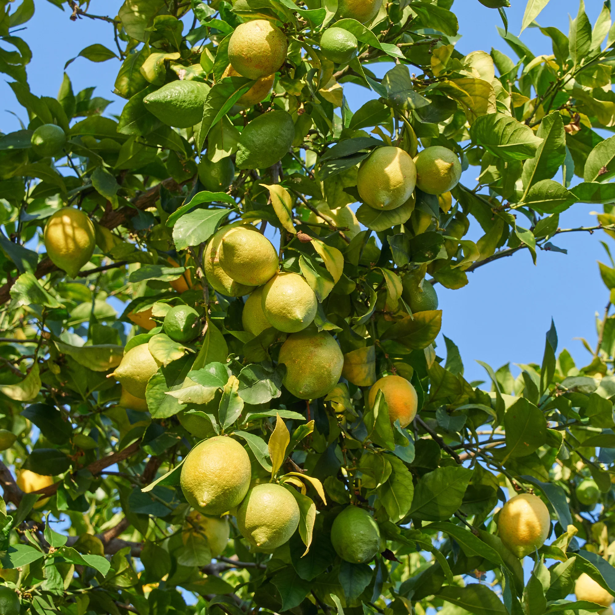 Citronnier des 4 saisons - Image 4