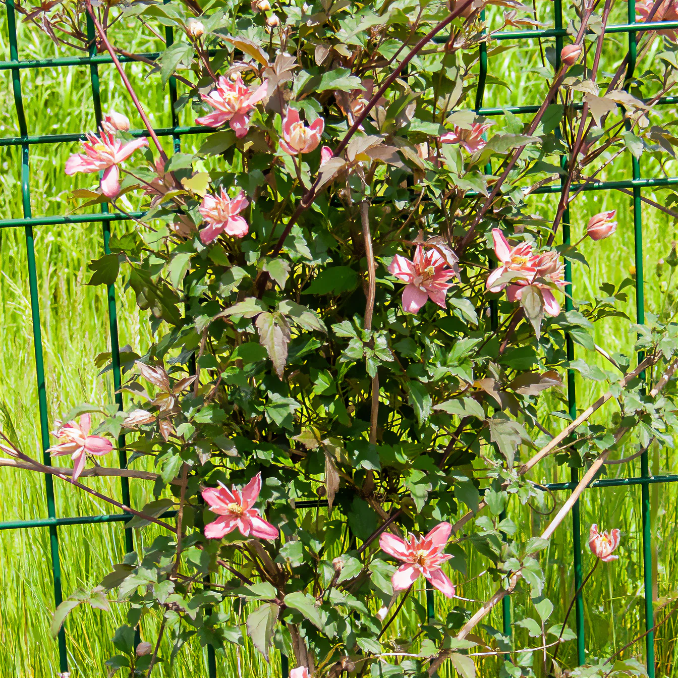Clématite Broughton Star - Image 4