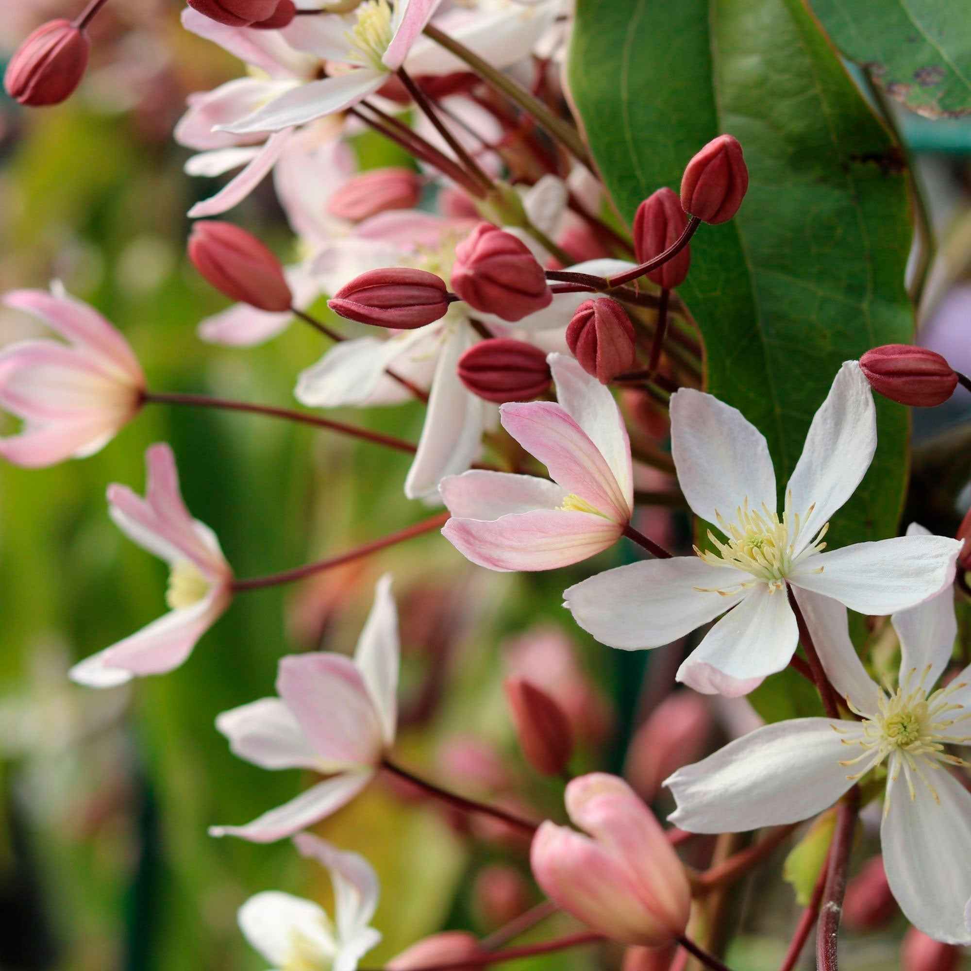 Clématite du Père Armand Apple Blossom