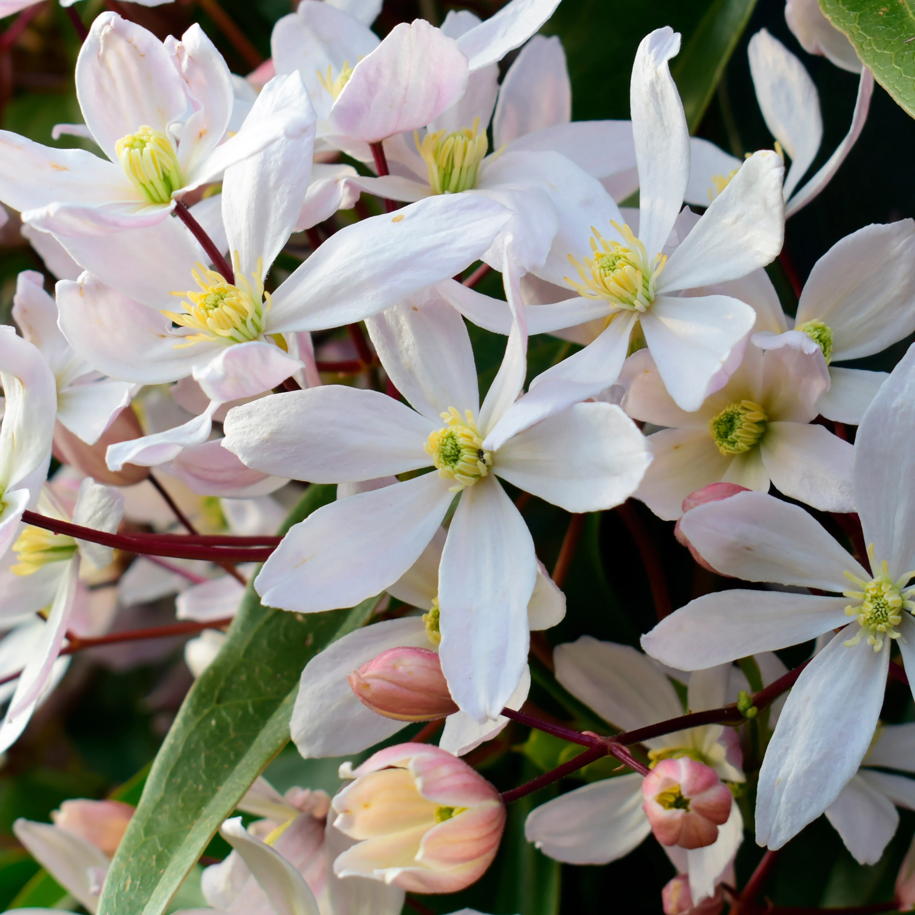 Clématite du Père Armand Apple Blossom - Image 2