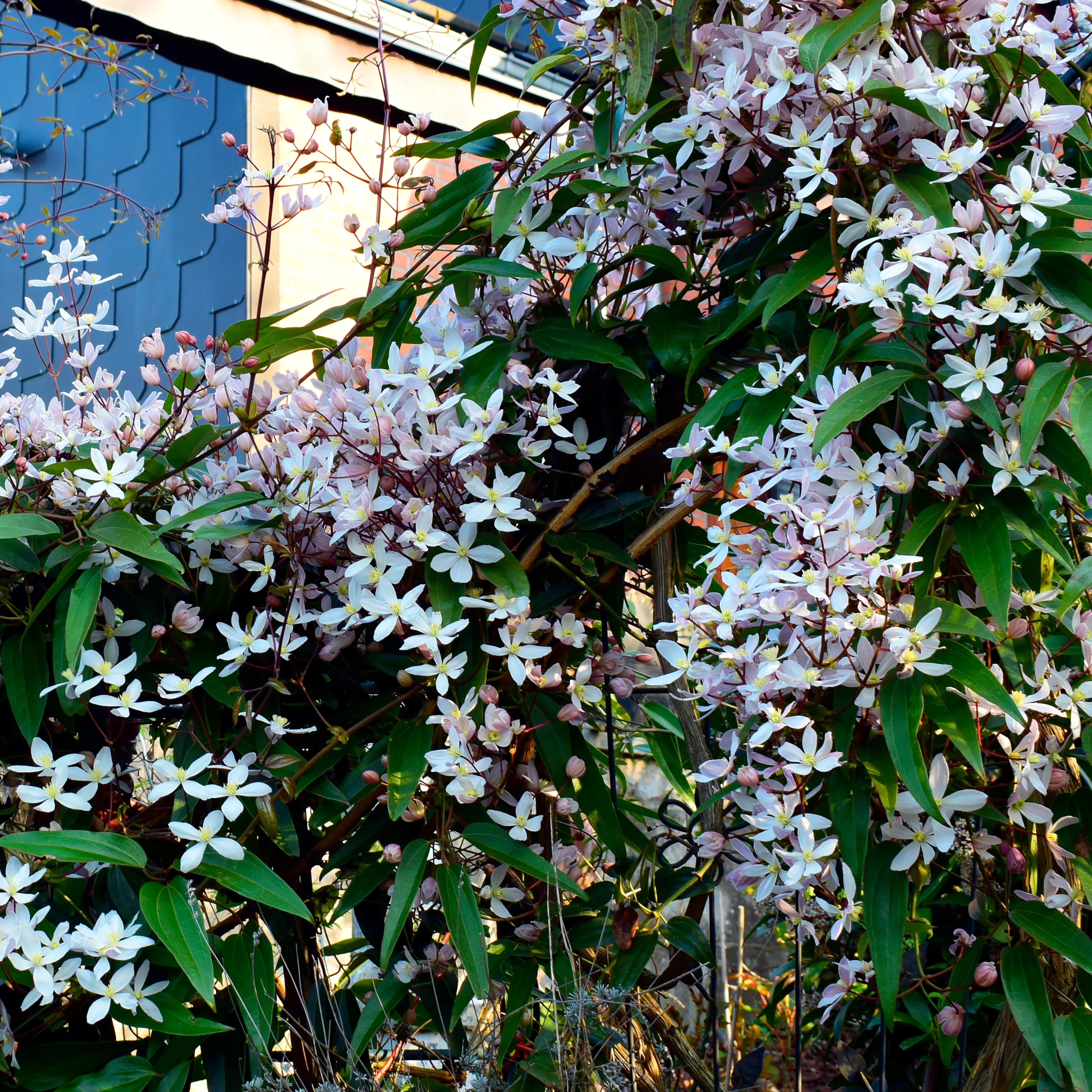 Clématite du Père Armand Apple Blossom - Image 3