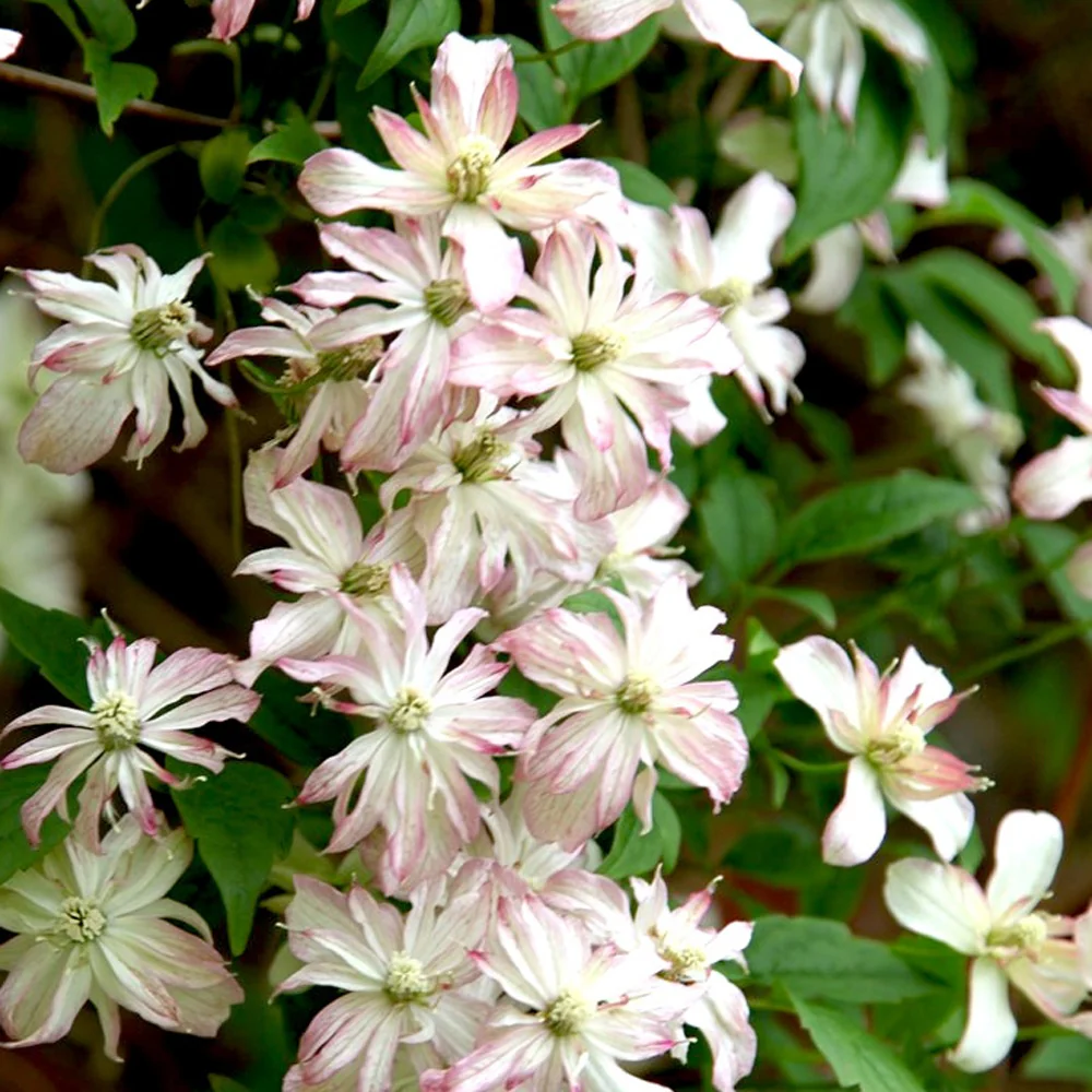 Clématite des montagnes Marjorie