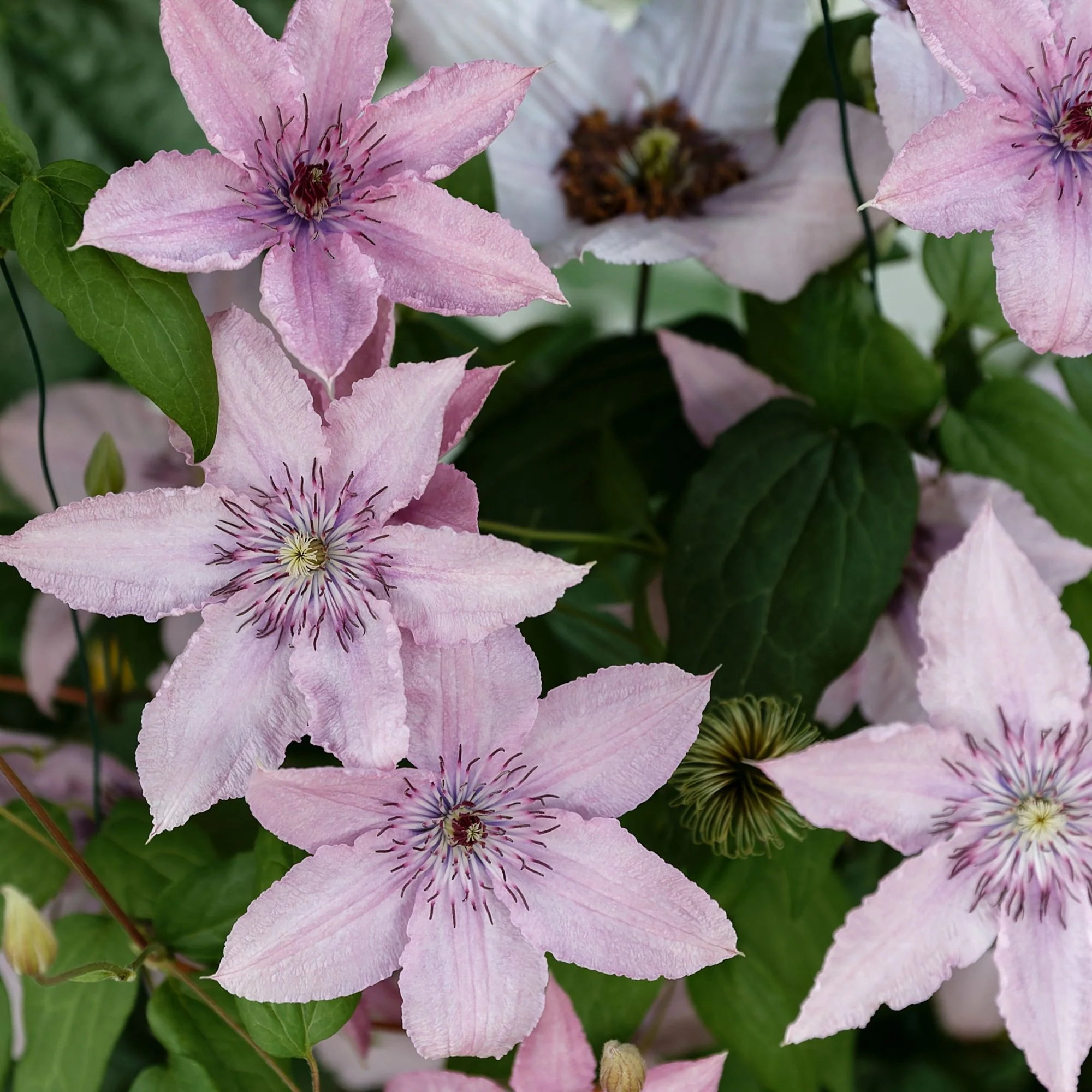 Clématite 'Hagley Hybrid'