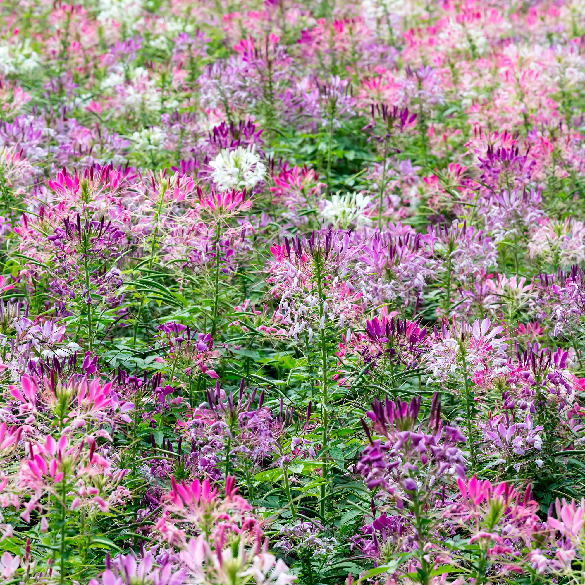 Cléome épineux Colour Fountain en mélange - Image 3