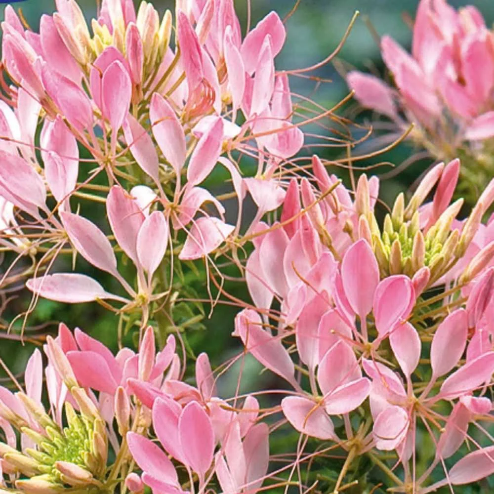 Cléome épineux Rose Beauty