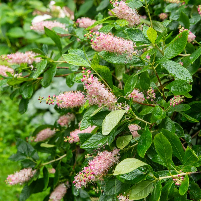 Clethra Flèche rose - Image 2