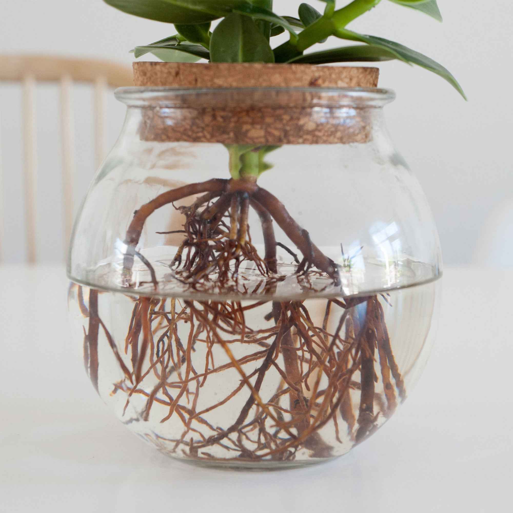 Clusia Met et son Ampoule vase - Image 3