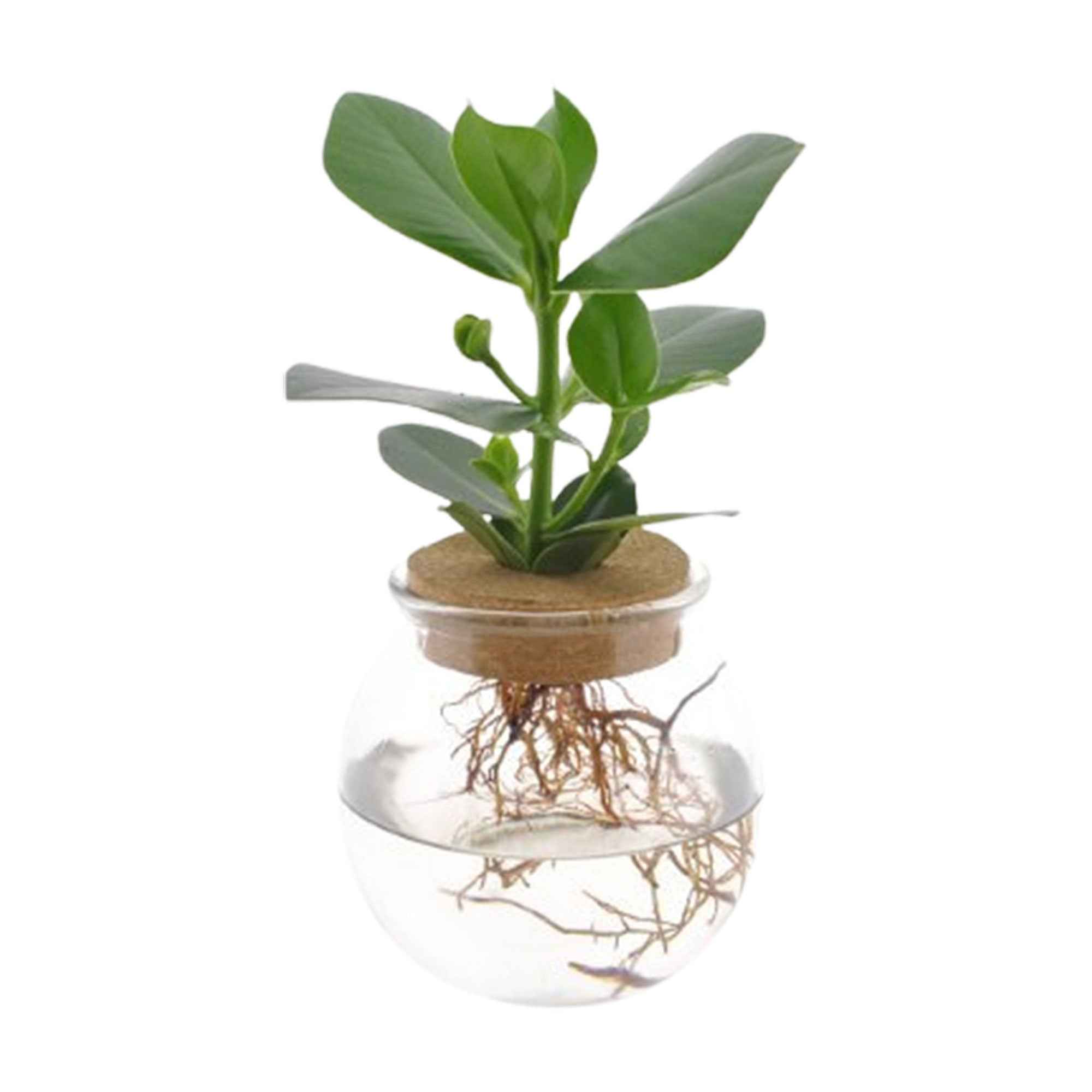 Clusia Met et son Ampoule vase - Image 4