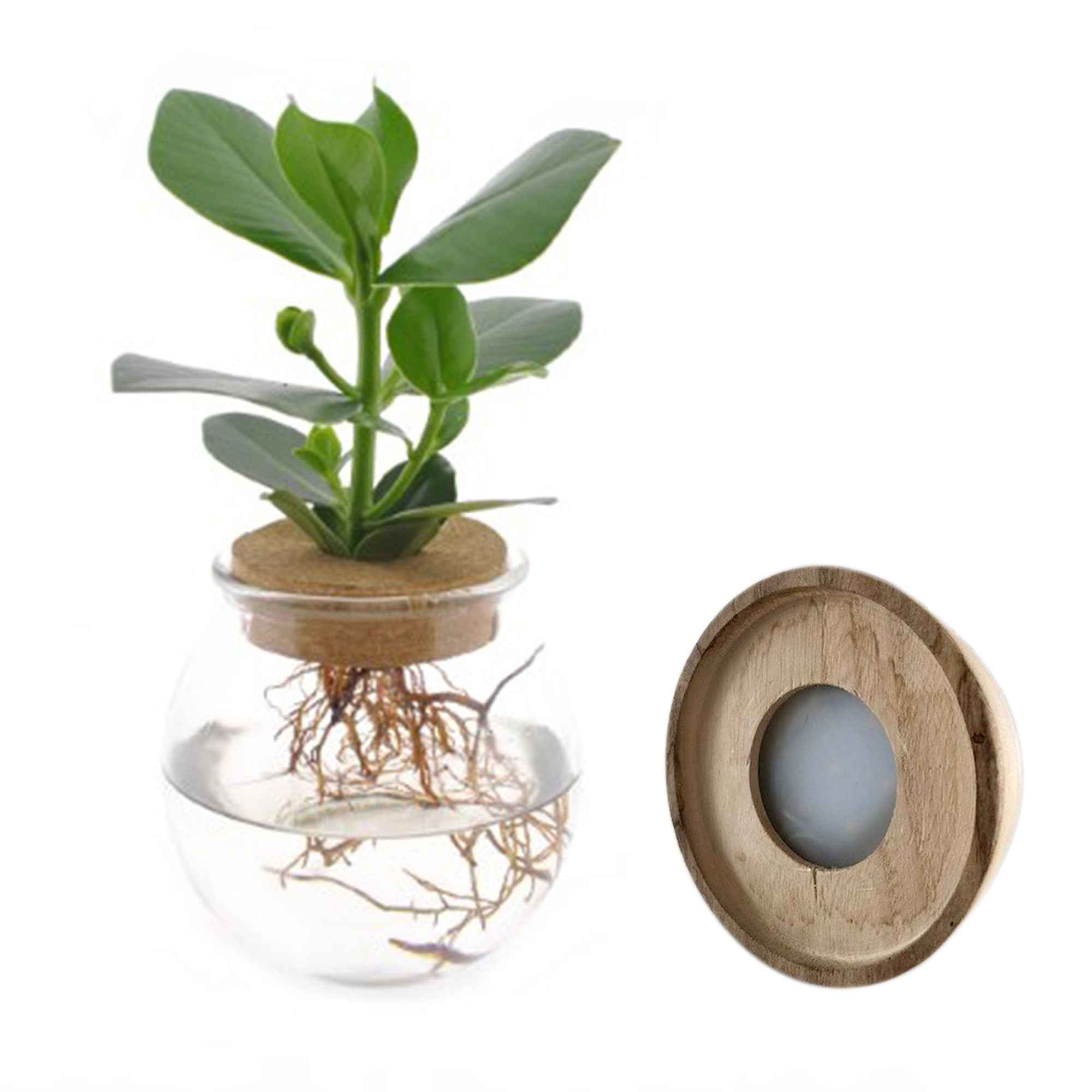 Clusia Met et son ampoule vase avec LED - Image 3