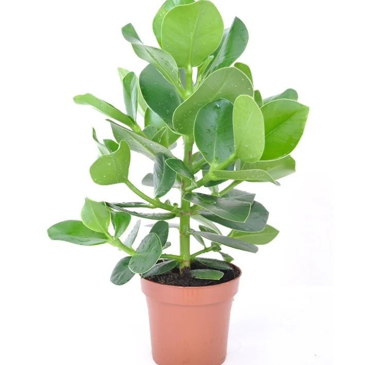 Clusia Princess + cache pot blanc 14 cm. - Image 3