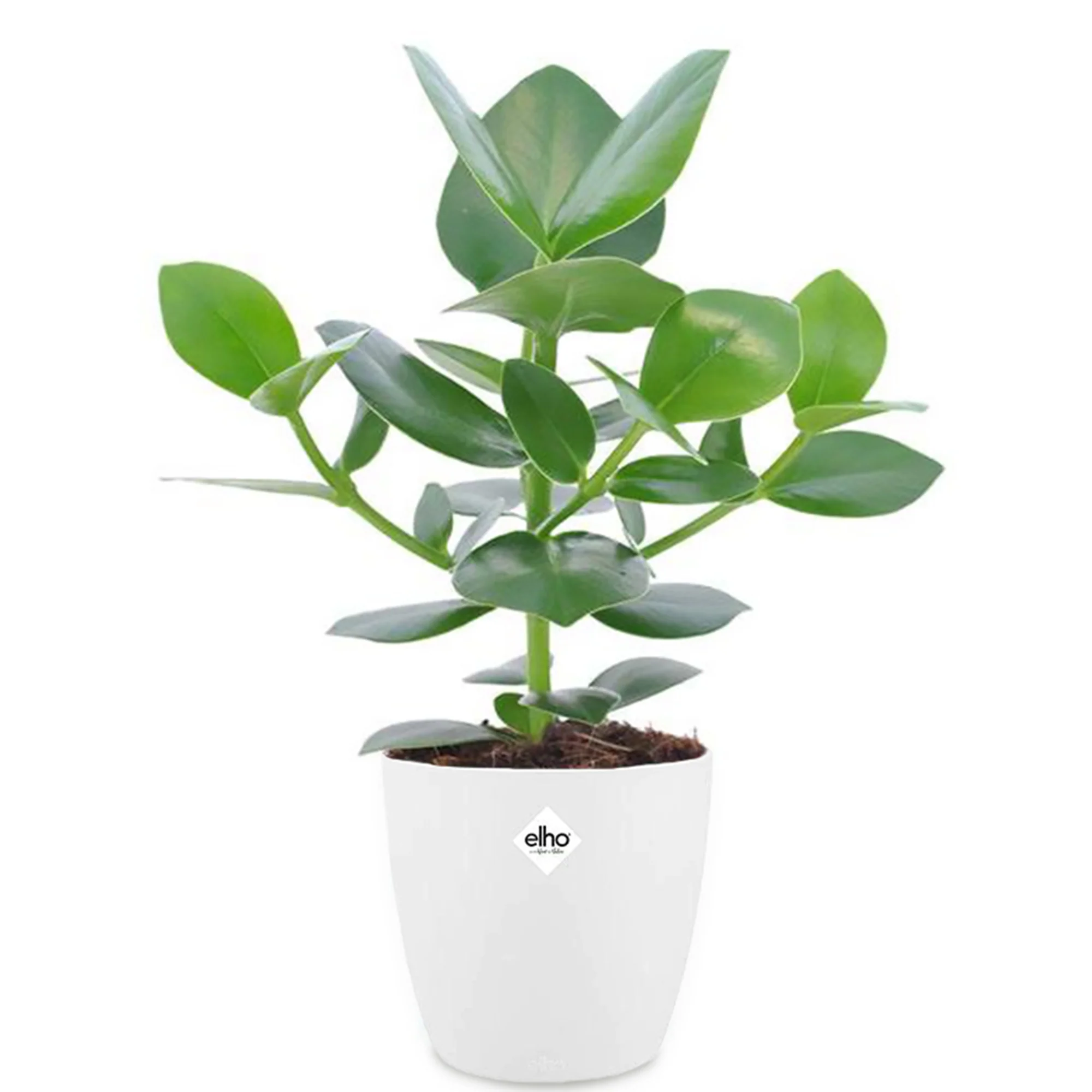 Clusia Princess + cache pot blanc 14 cm. - Image 4
