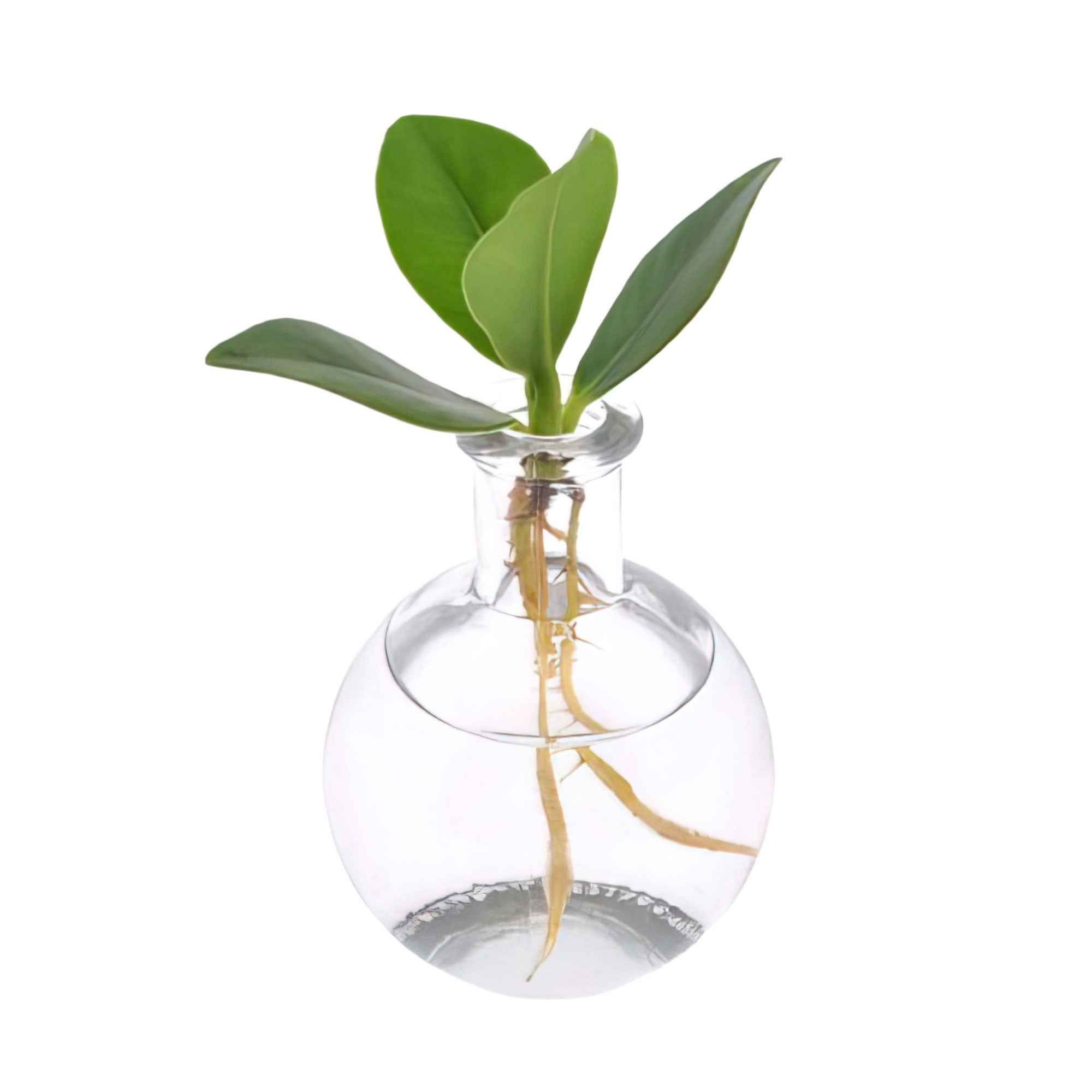 Clusia Samoa et son vase - Image 3