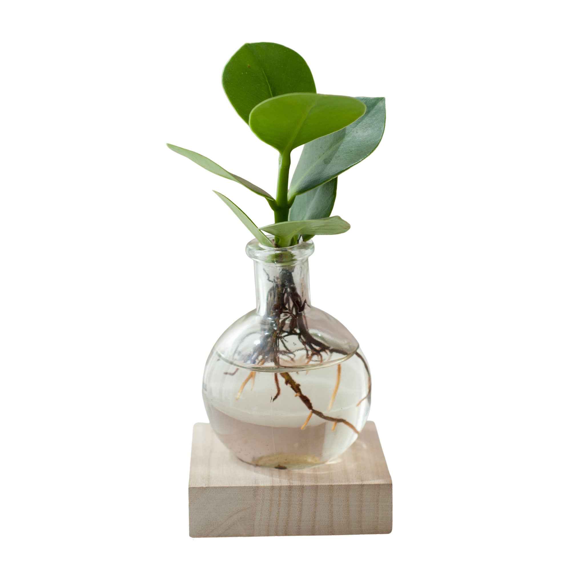 Clusia Samoa et son vase avec LED - Image 3