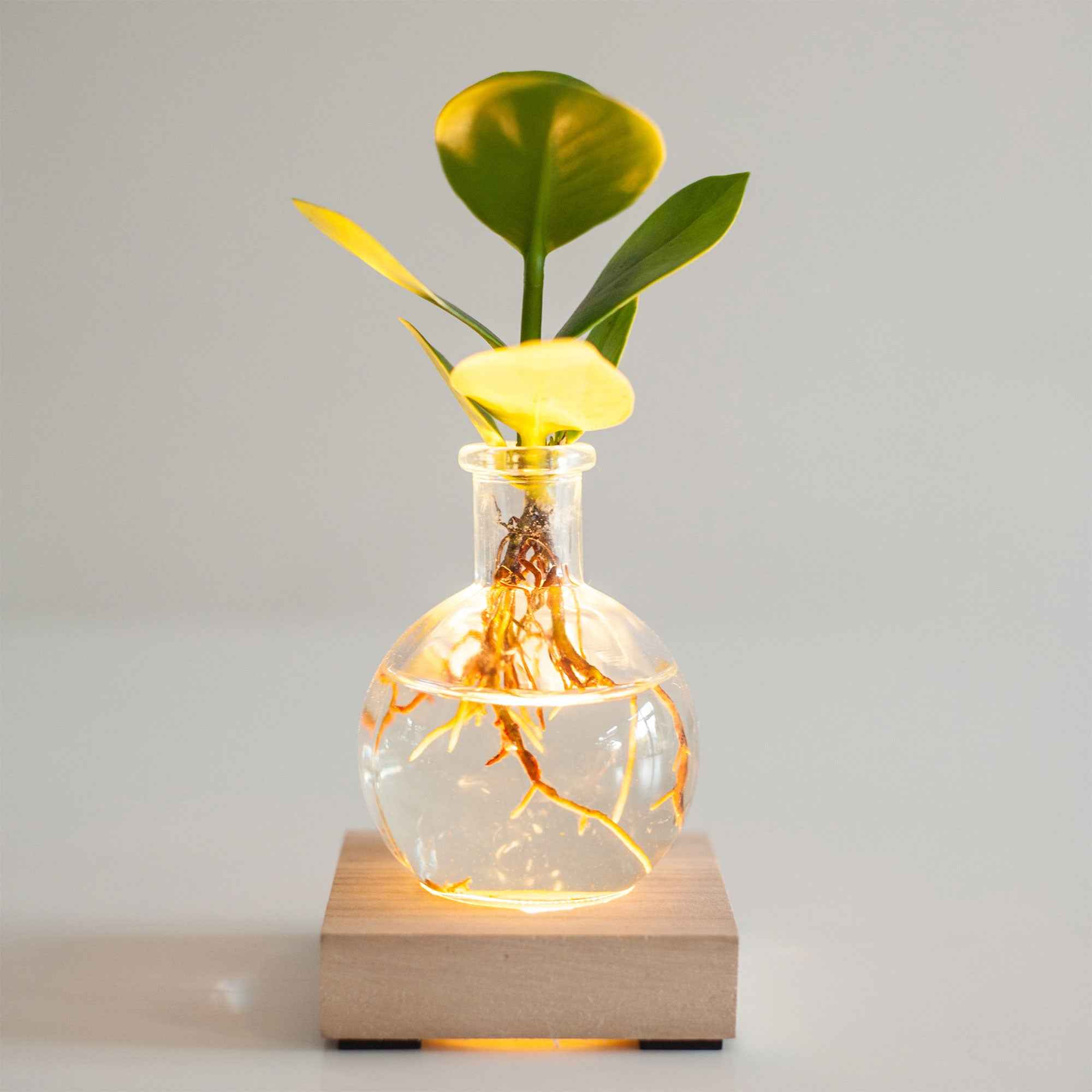 Clusia Samoa et son vase avec LED - Image 4