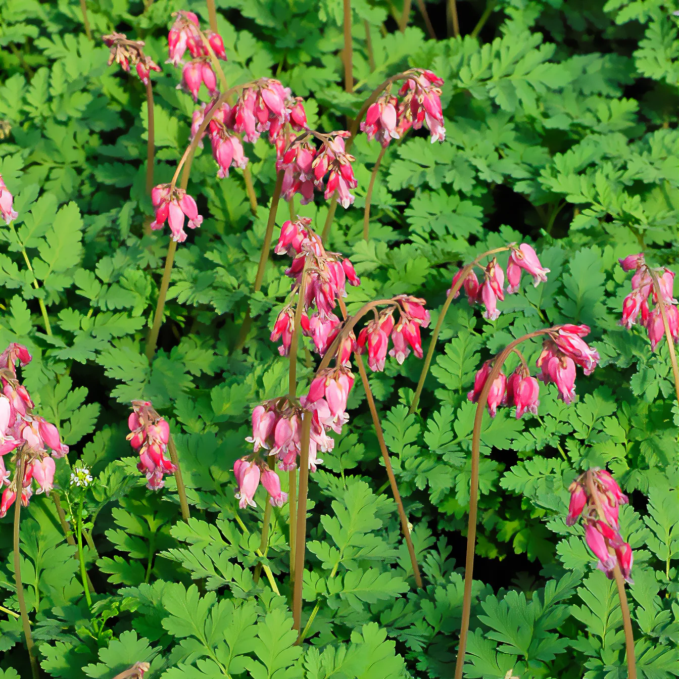 Coeur de Marie de Formose Luxuriant