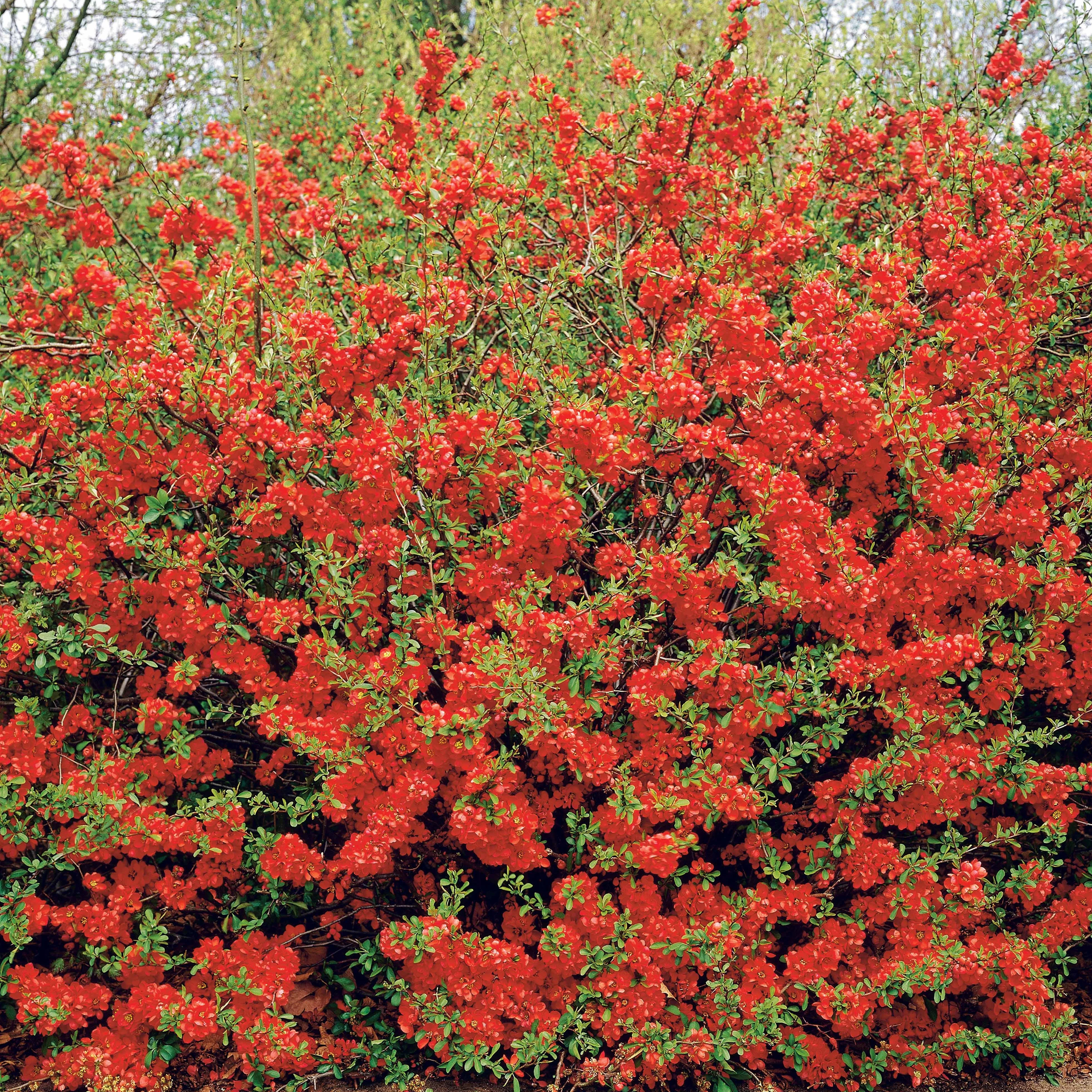 Cognassier à fleurs rouges
