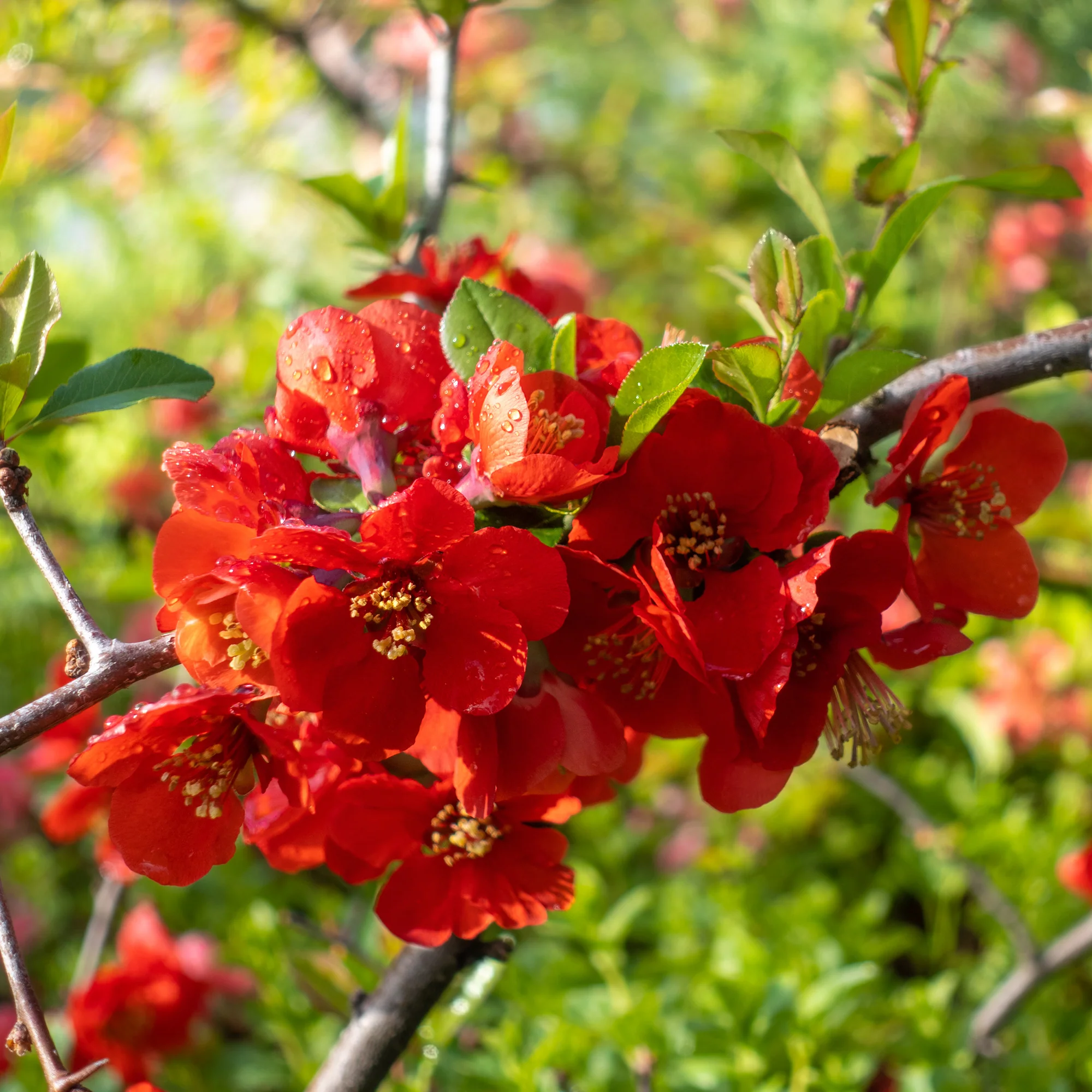 Cognassier à fleurs rouges - Image 2
