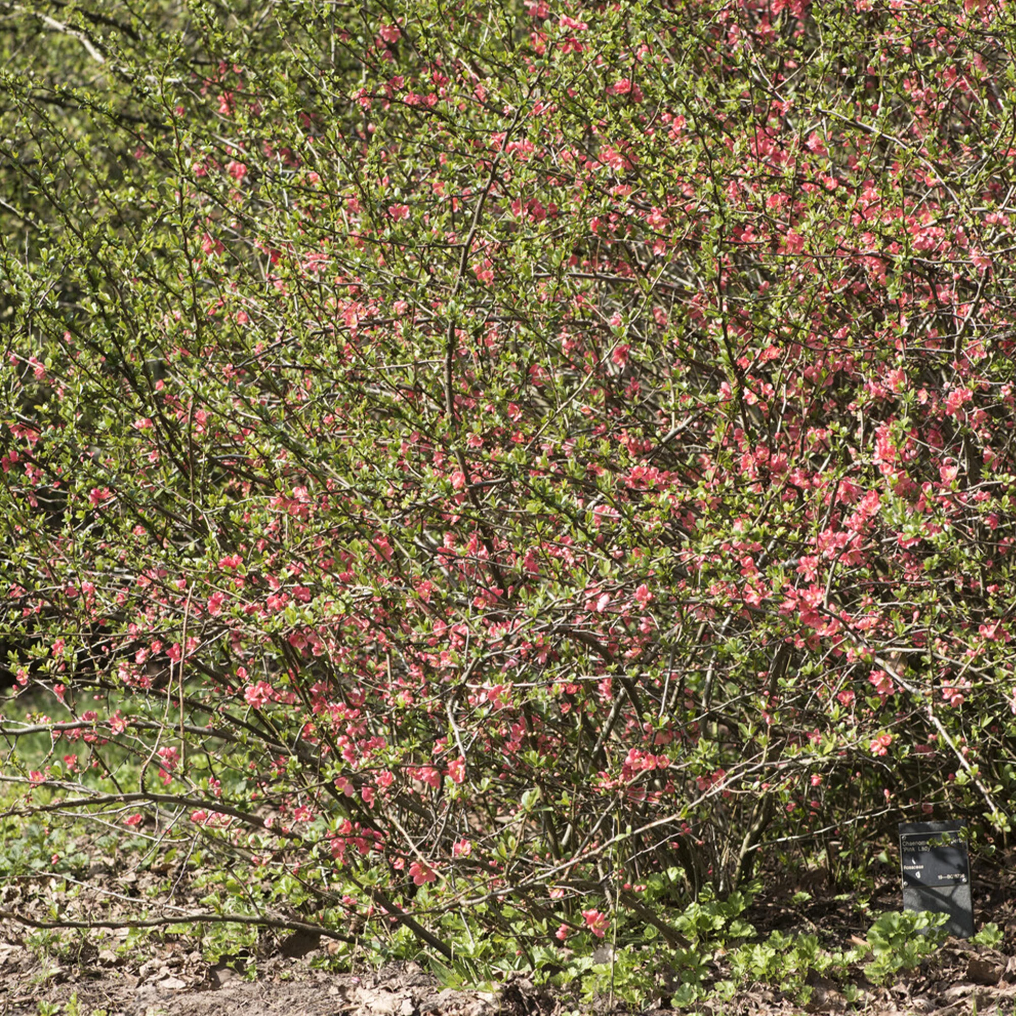 Cognassier du Japon Pink Lady - Image 3