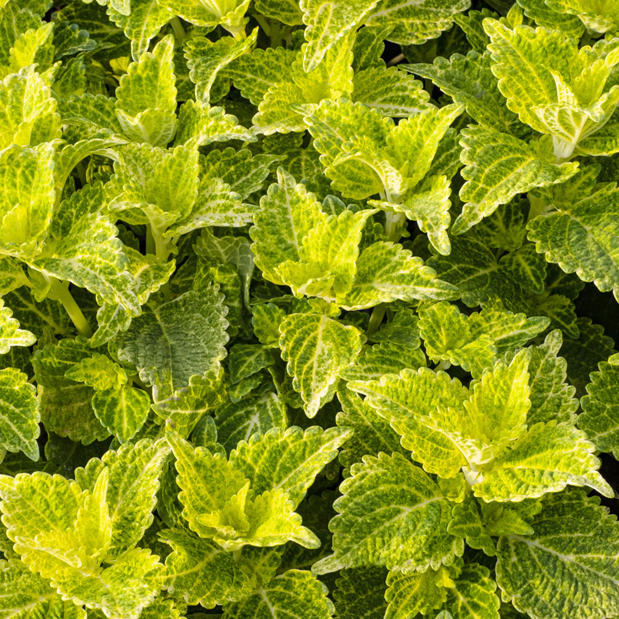 Coleus Electric Lime