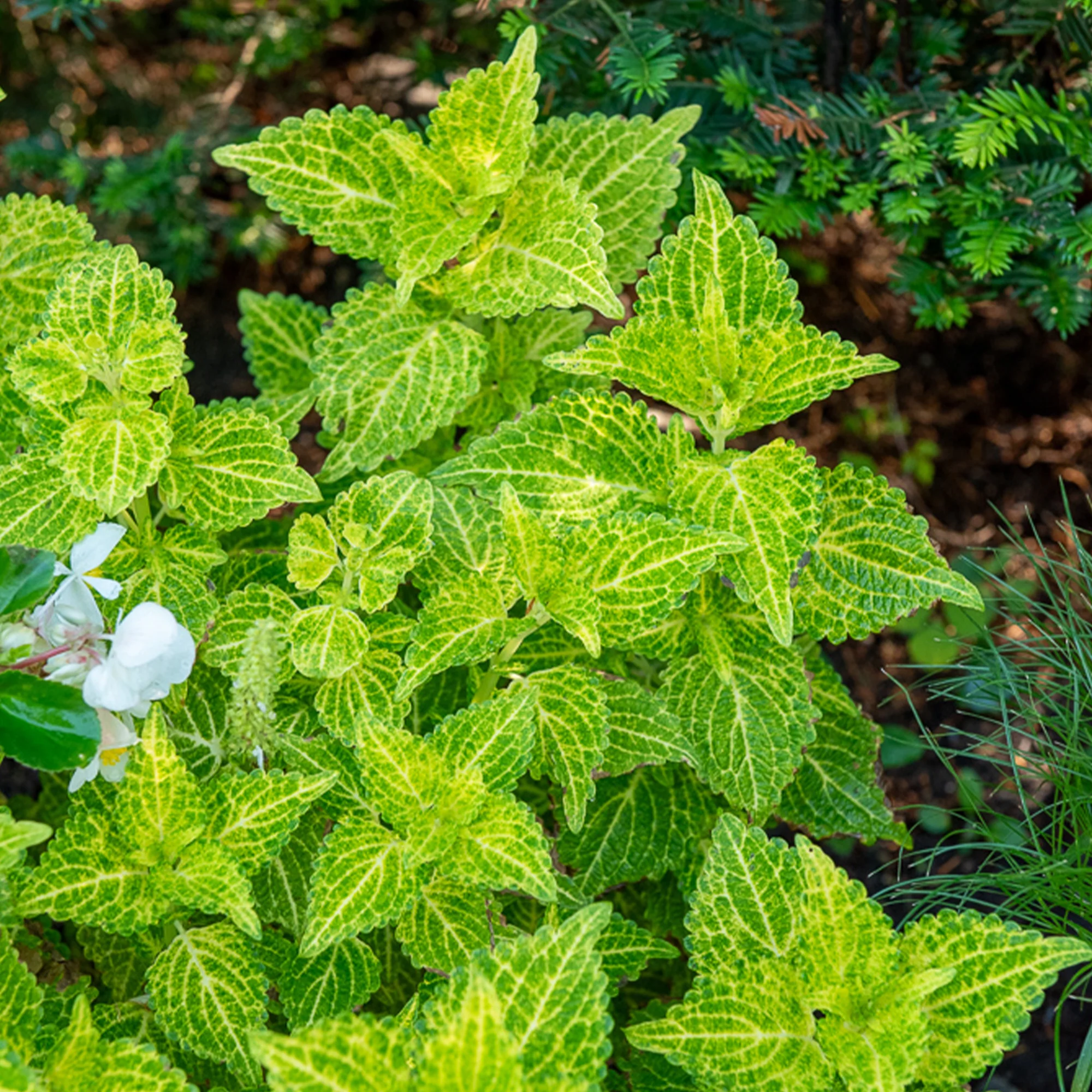 Coleus Electric Lime - Image 2