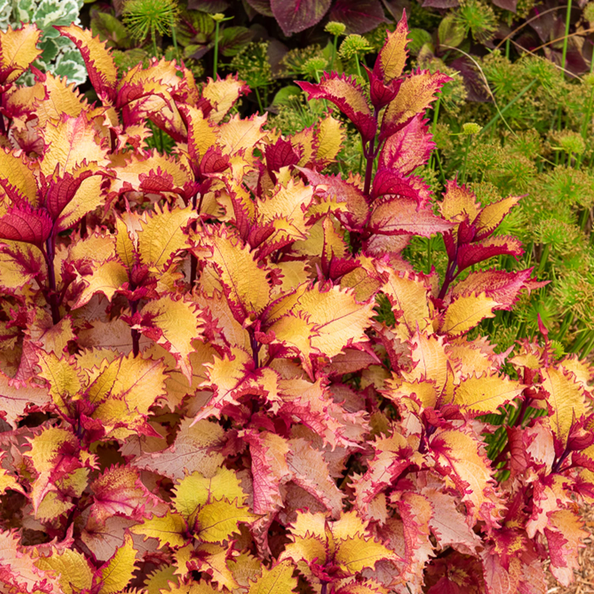 Coleus Henna