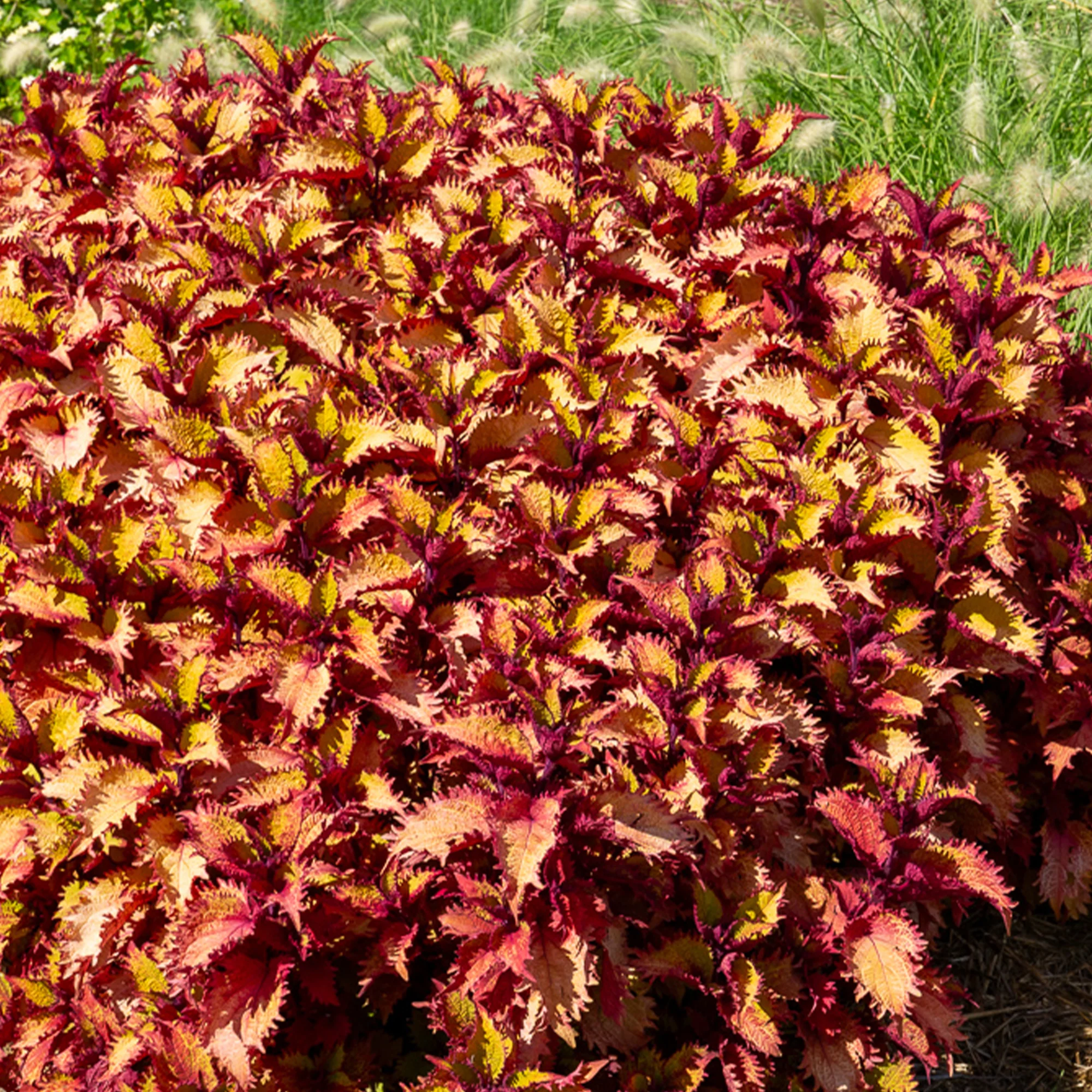 Coleus Henna - Image 2