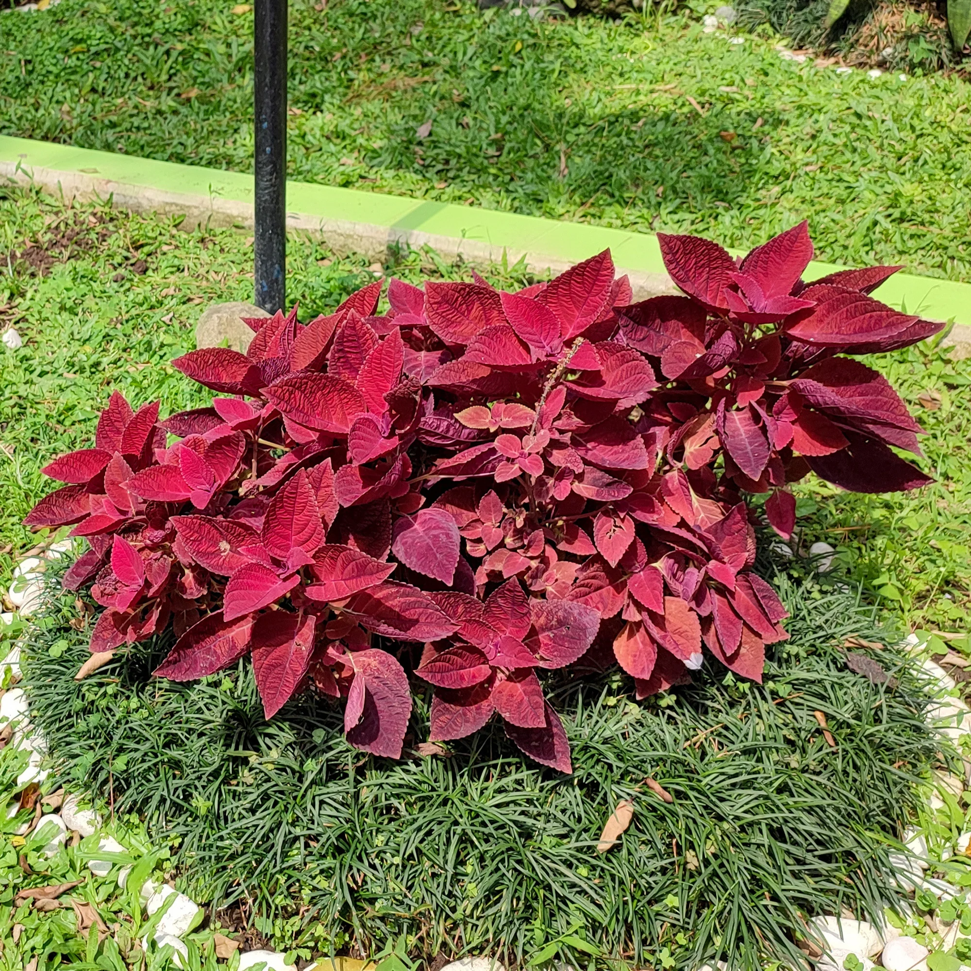 Coleus Red Head