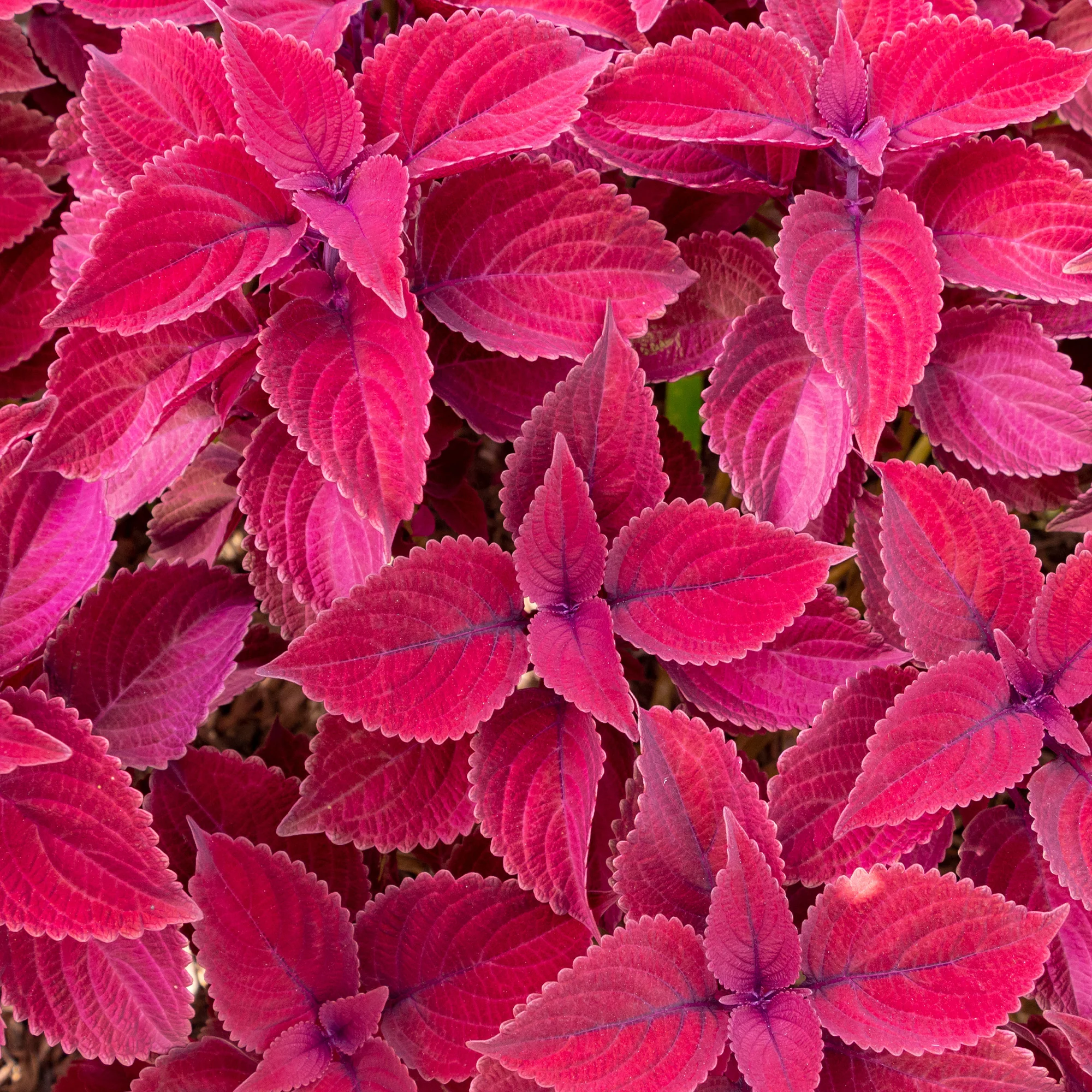 Coleus Red Head - Image 2