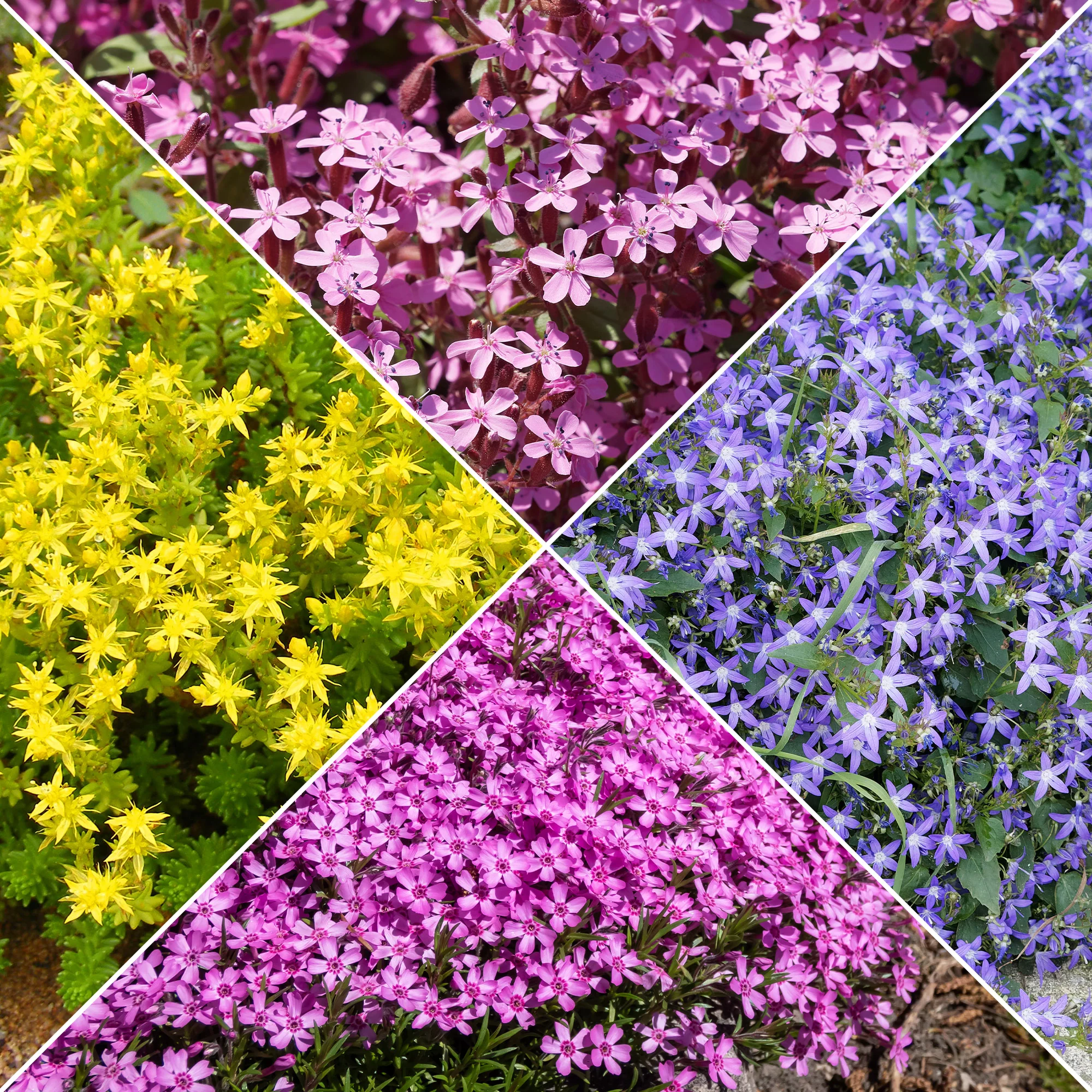 Collection de 15 plantes vivaces rampantes - 2 m²