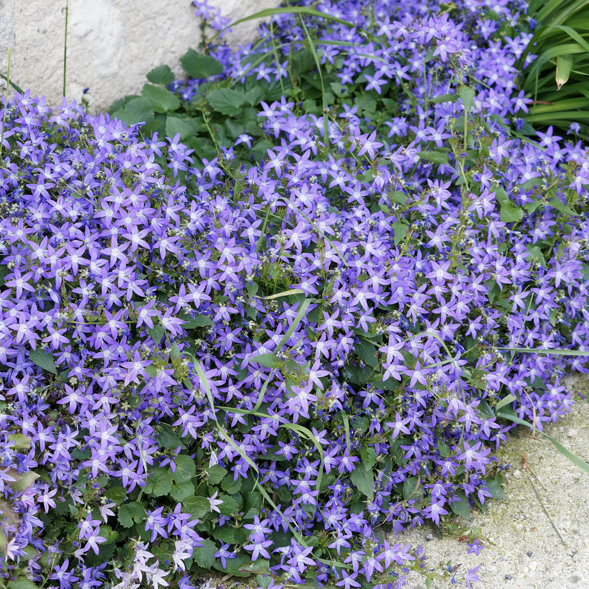 Collection de 15 plantes vivaces rampantes - 2 m² - Image 3