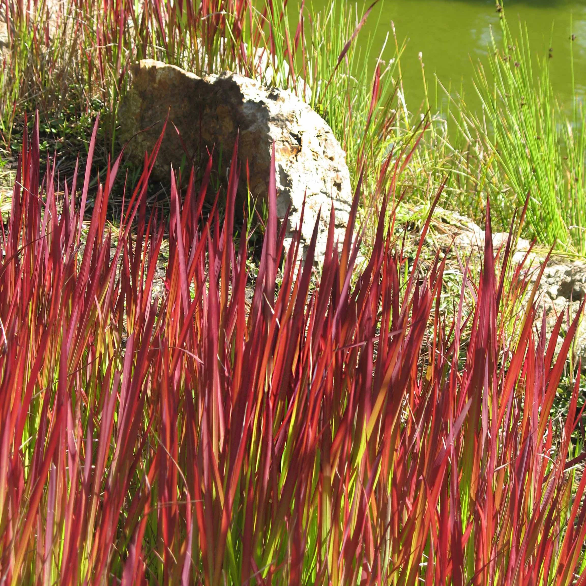 3 Graminées colorées en mélange - Image 5