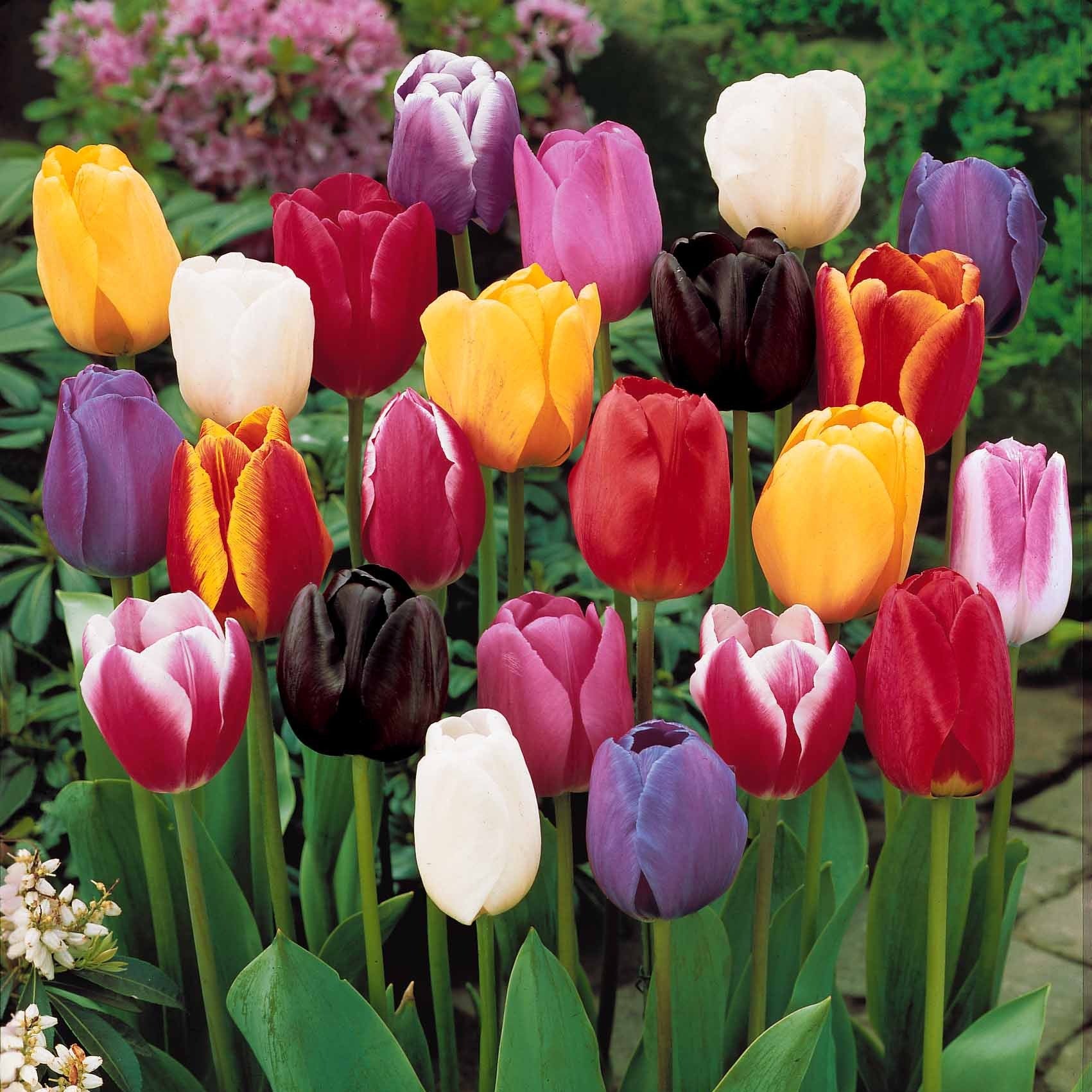 Collection 3 mois de 60 tulipes