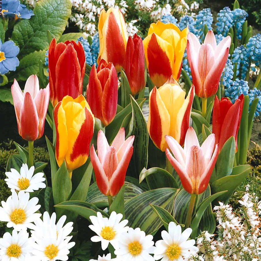 Collection 3 mois de 60 tulipes - Image 2