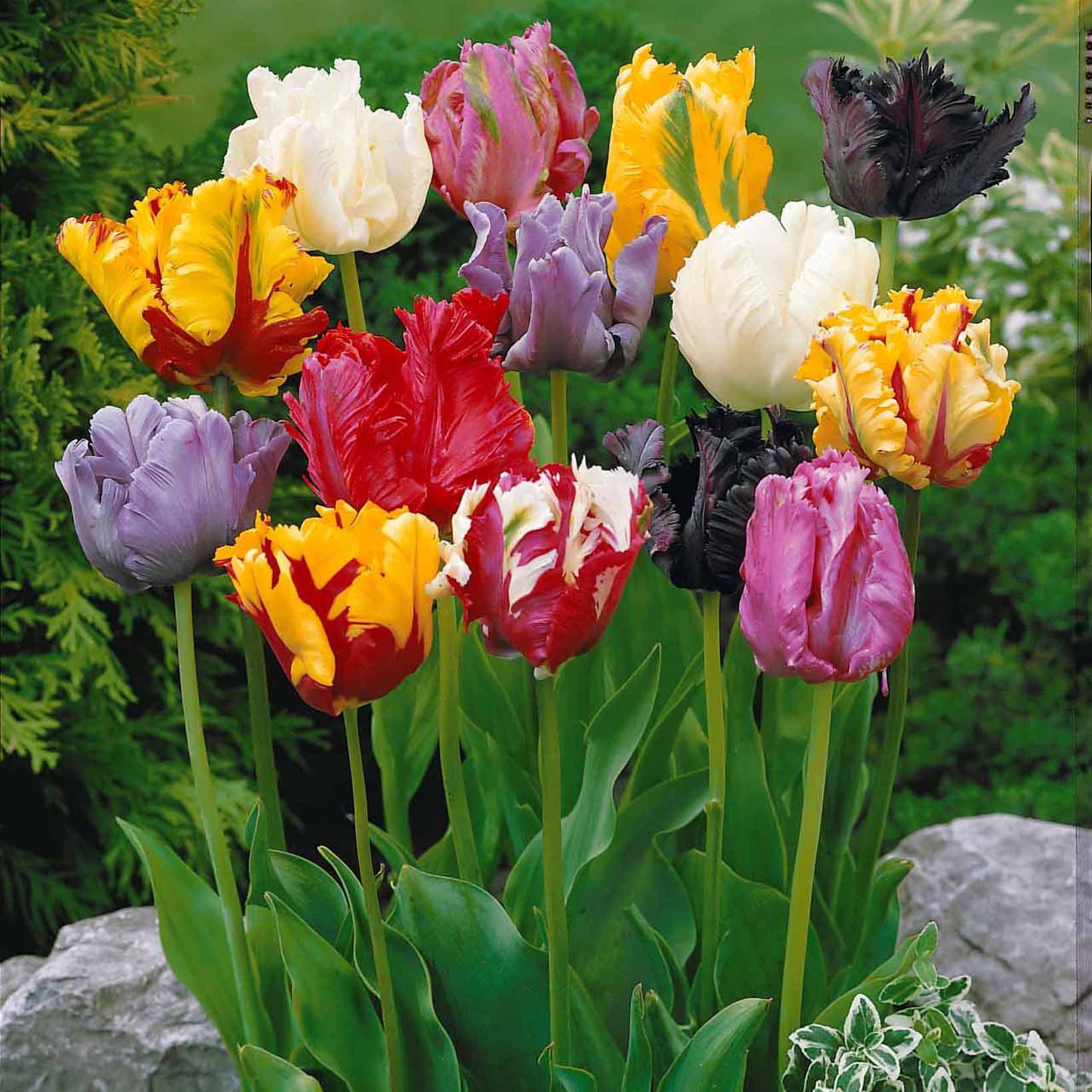 Collection 3 mois de 60 tulipes - Image 3