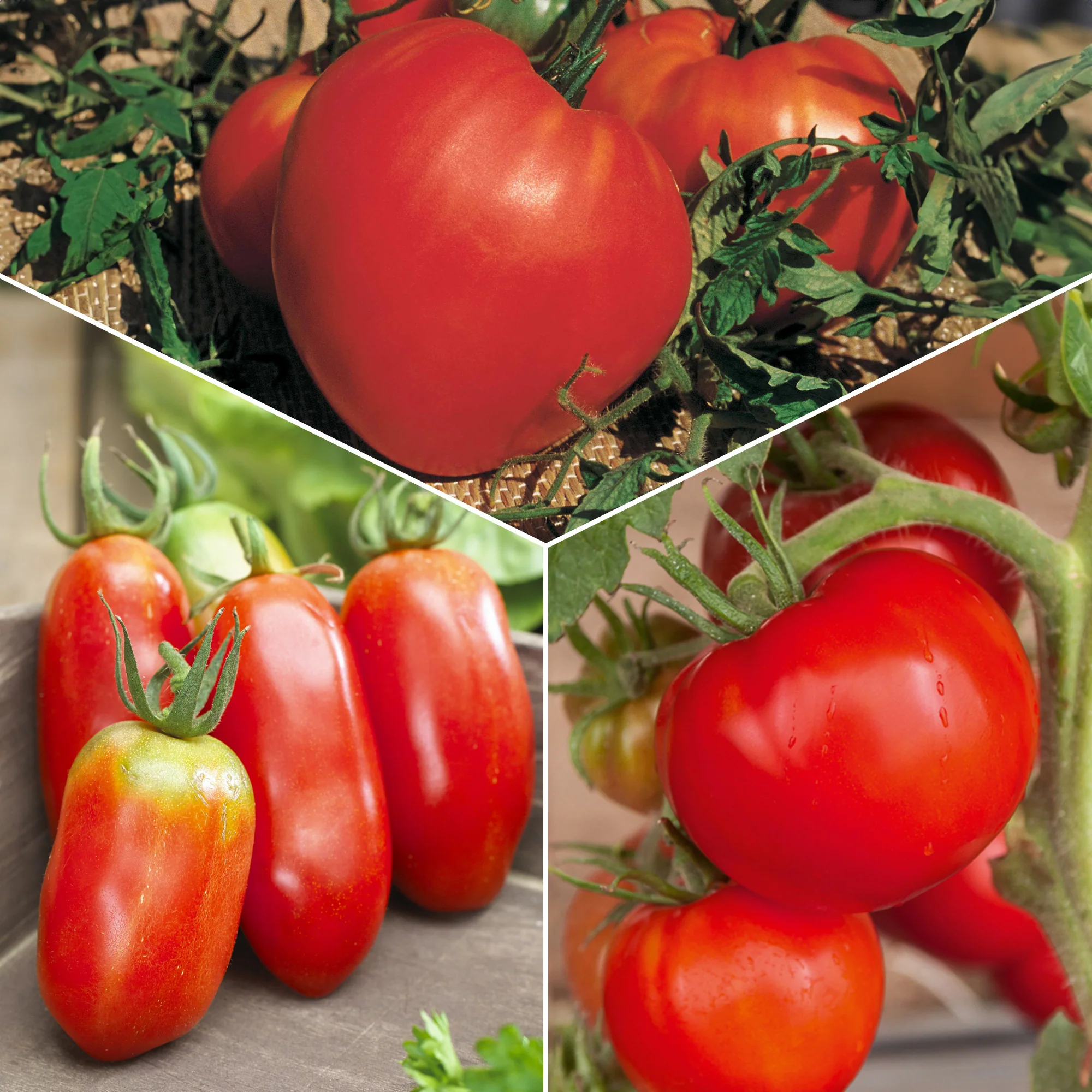 Collection 3 tomates savoureuses (Coeur de Boeuf, Saint Pierre, San M