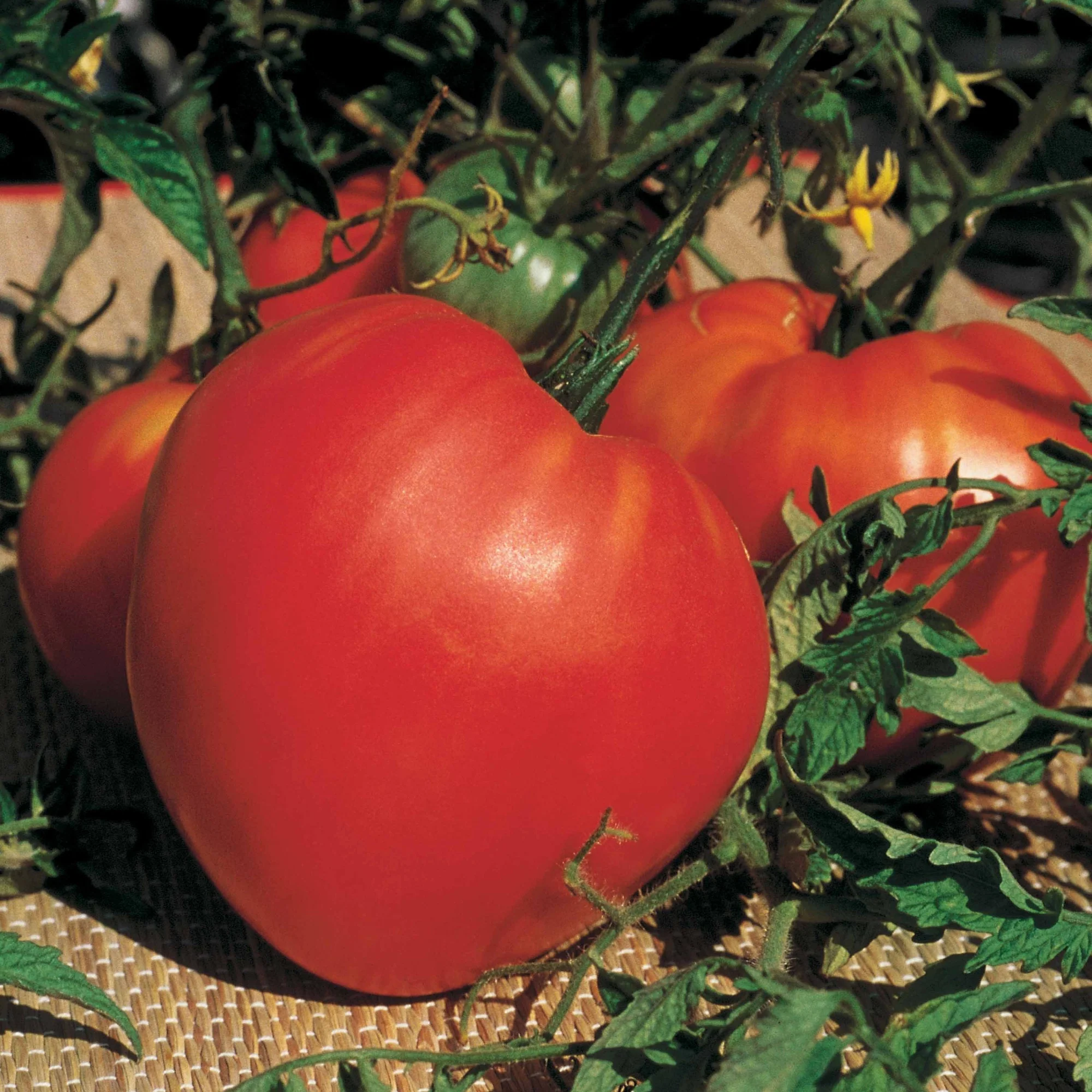 Collection 3 tomates savoureuses (Coeur de Boeuf, Saint Pierre, San M - Image 2