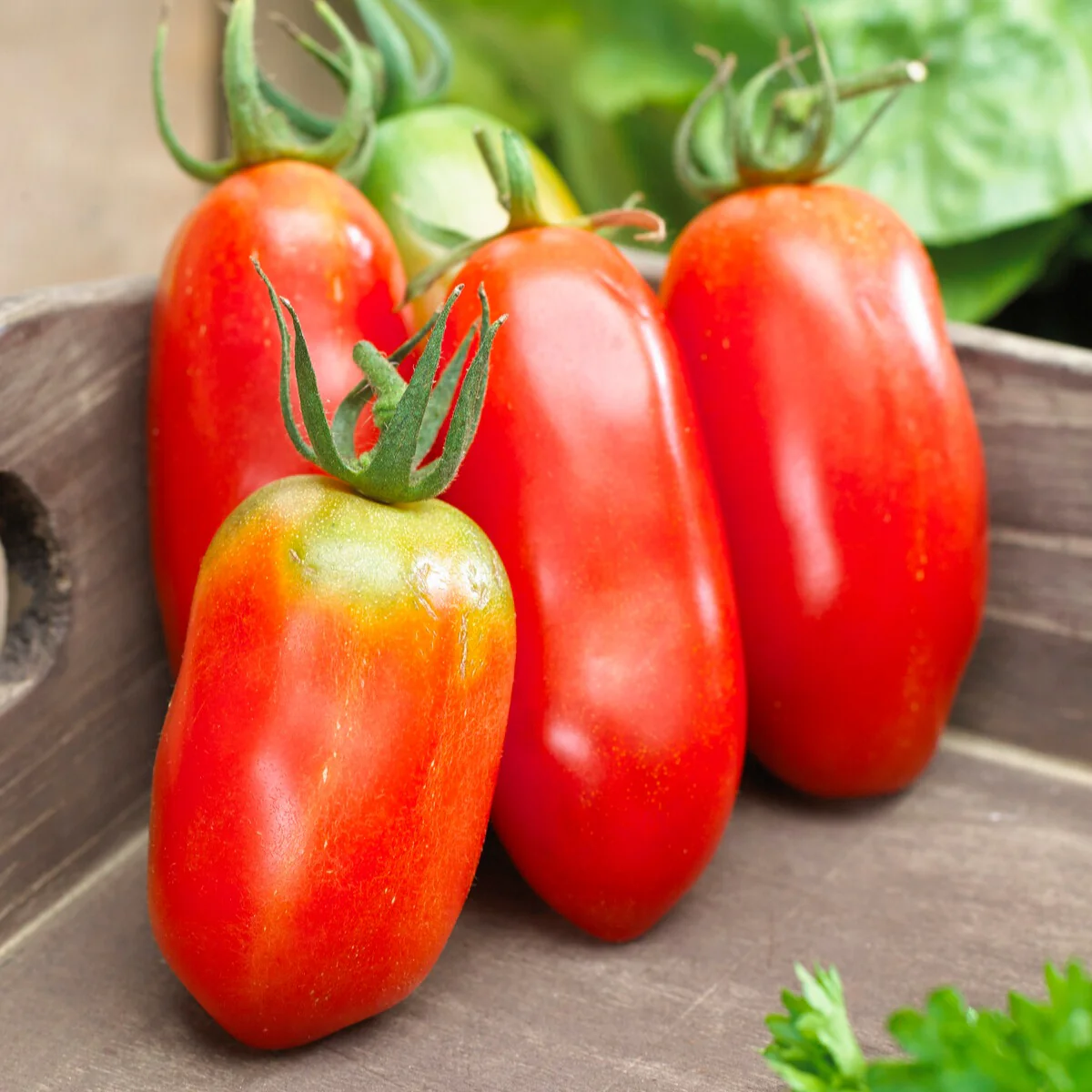 Collection 3 tomates savoureuses (Coeur de Boeuf, Saint Pierre, San M - Image 3