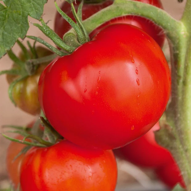 Collection 3 tomates savoureuses (Coeur de Boeuf, Saint Pierre, San M - Image 4