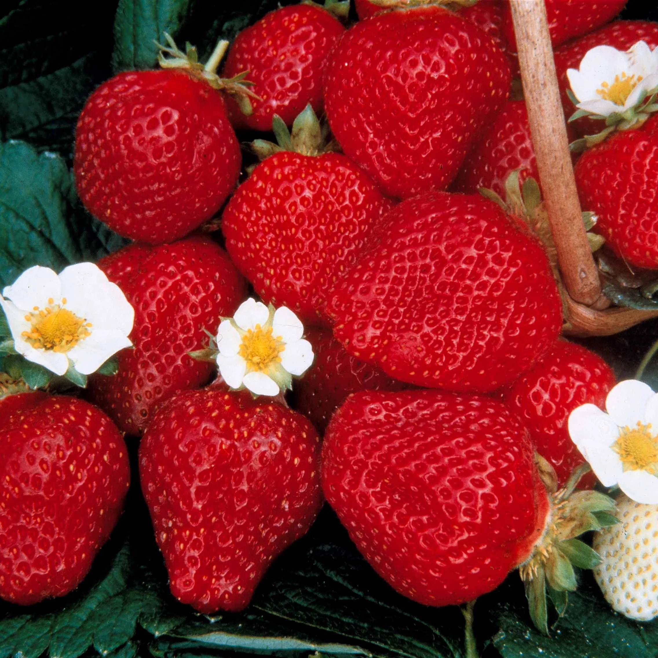 Collection de 60 fraises de 6 mois : Mara des Bois, Maestro, Gariguette - Image 3
