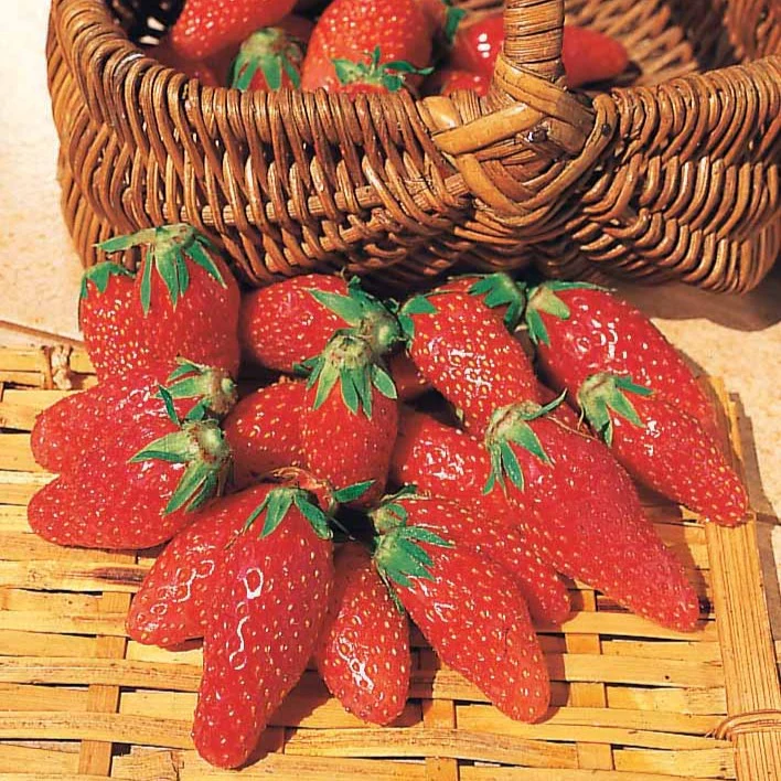 Collection 6 mois de 60 fraises : Savoureuse de Willemse, Mara des Bois, Gariguette - Image 3