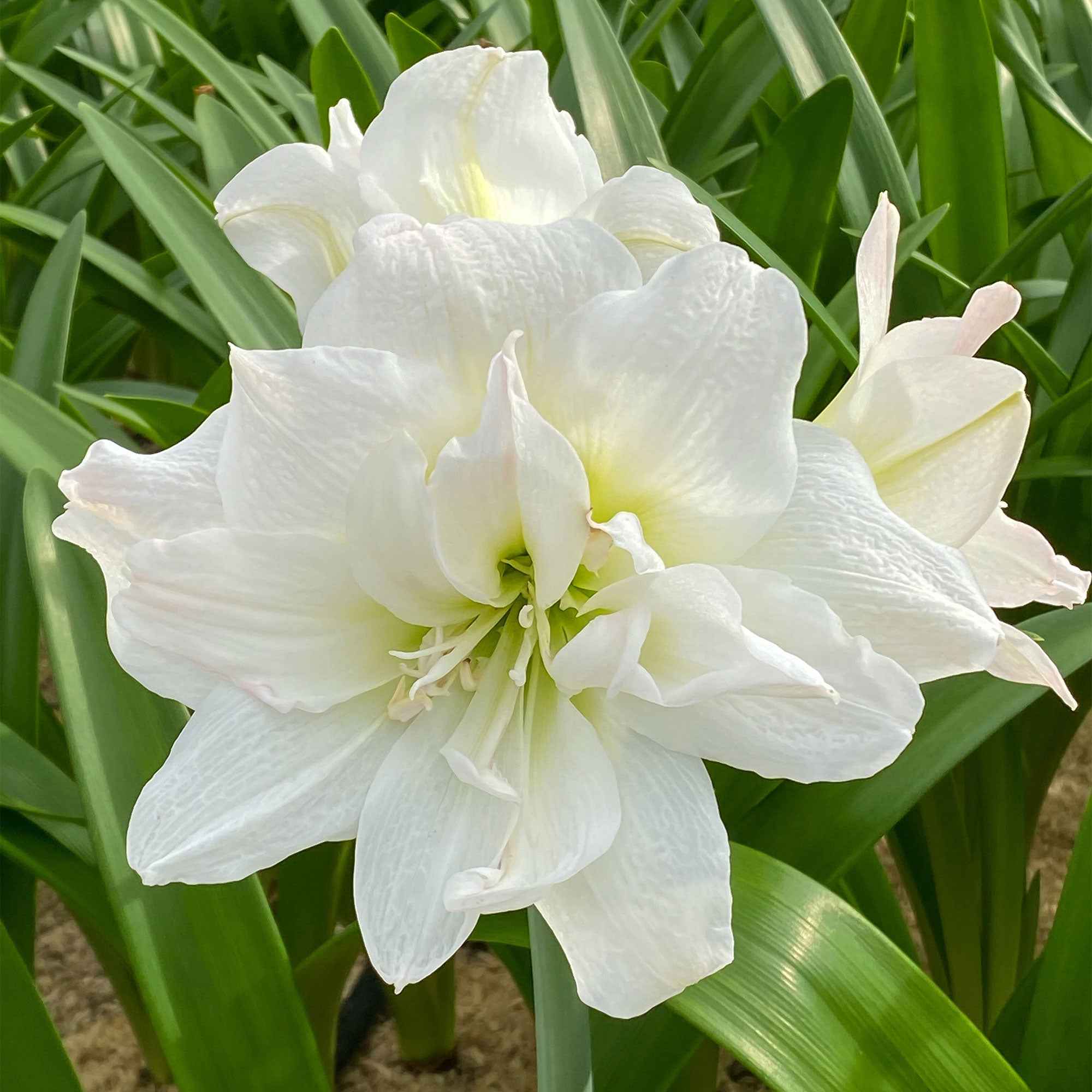 Collection d'Amaryllis rose et blanche - Image 3